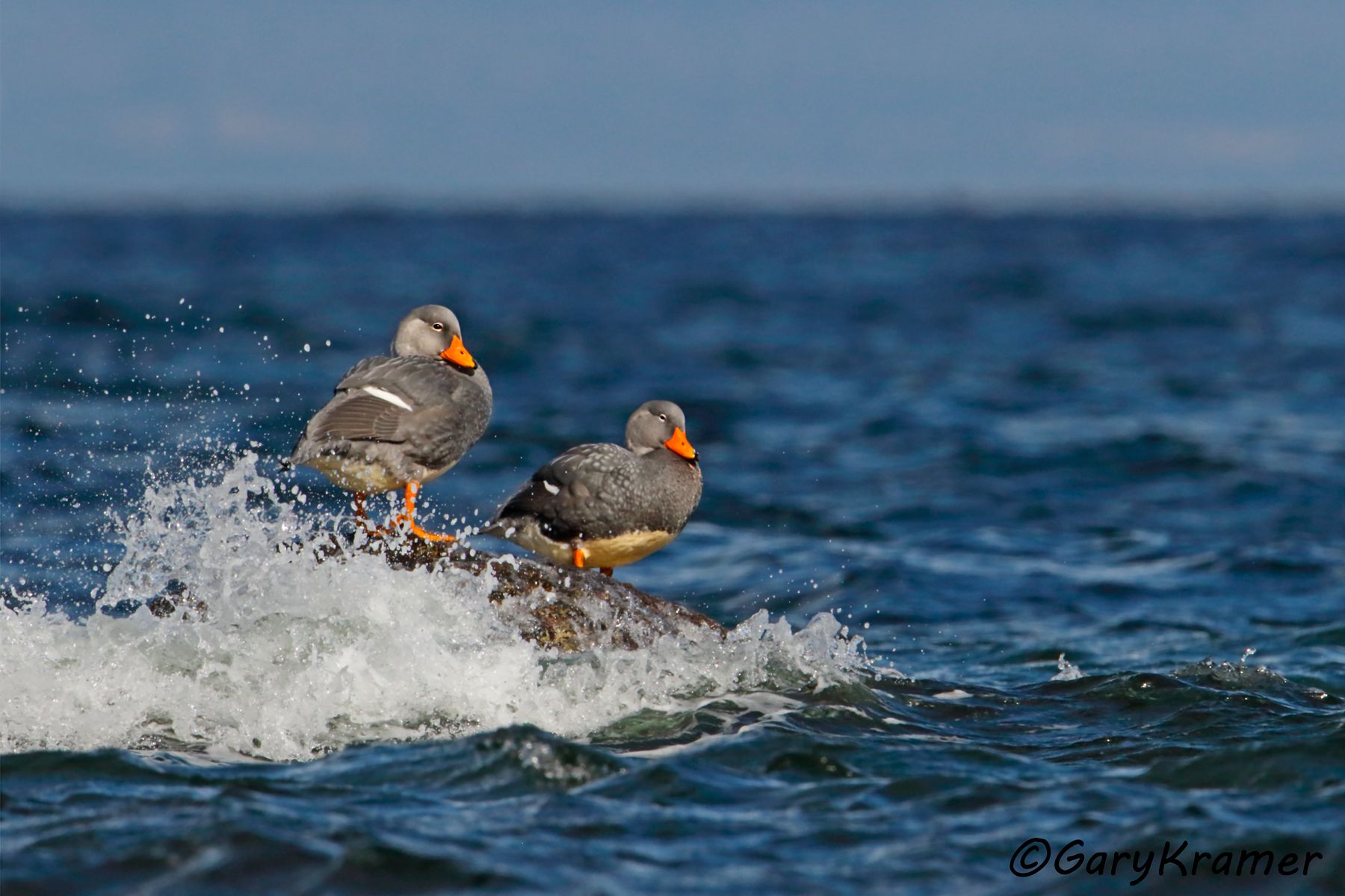 Flightless Steamer Duck (Tachyeres pteneres) - SBWSdm#166d (Chile)