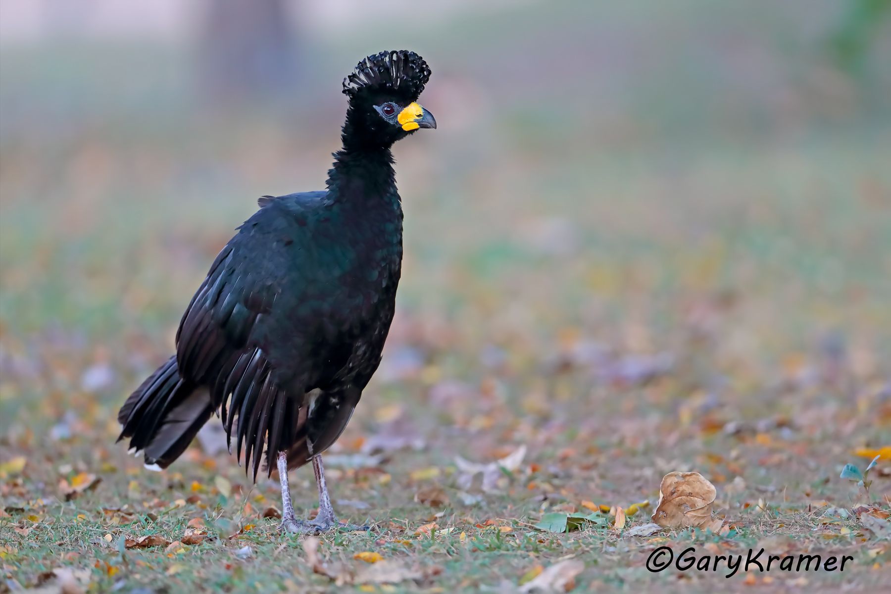 Bare-faced Curassow (Crax fasciolata) - SBCbf#005d