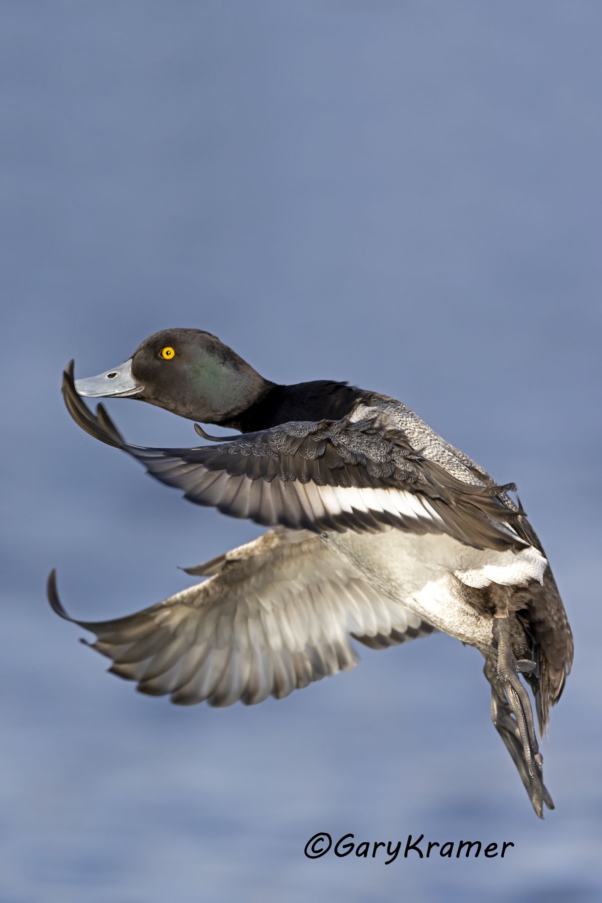 Lesser Scaup (Aythya affinis) - NBWSl#1634d