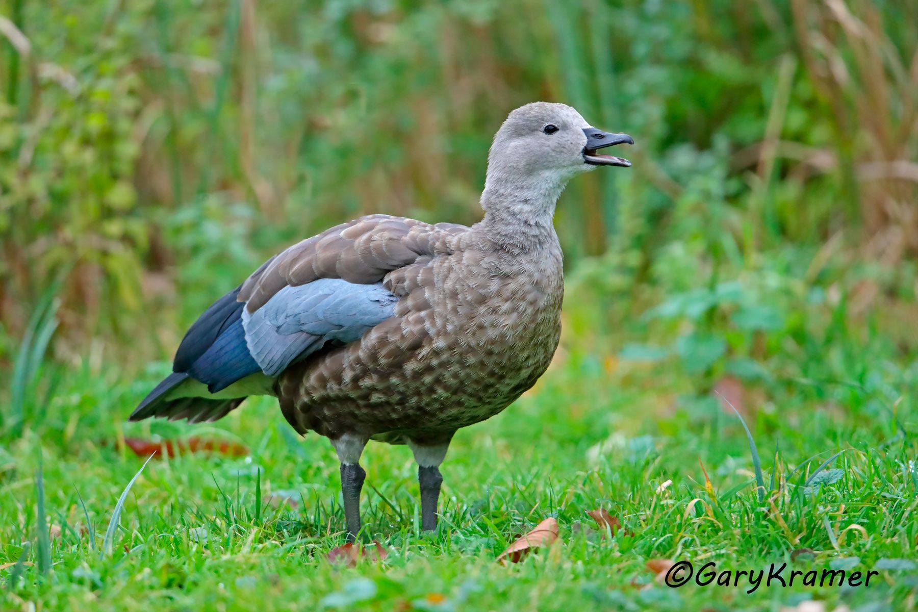 Blue-winged Goose (Cyanochen cyanoptera)  Blue-winged Goose (Cyanochen cyanoptera) - SBWBg#030d (Ethiopia)