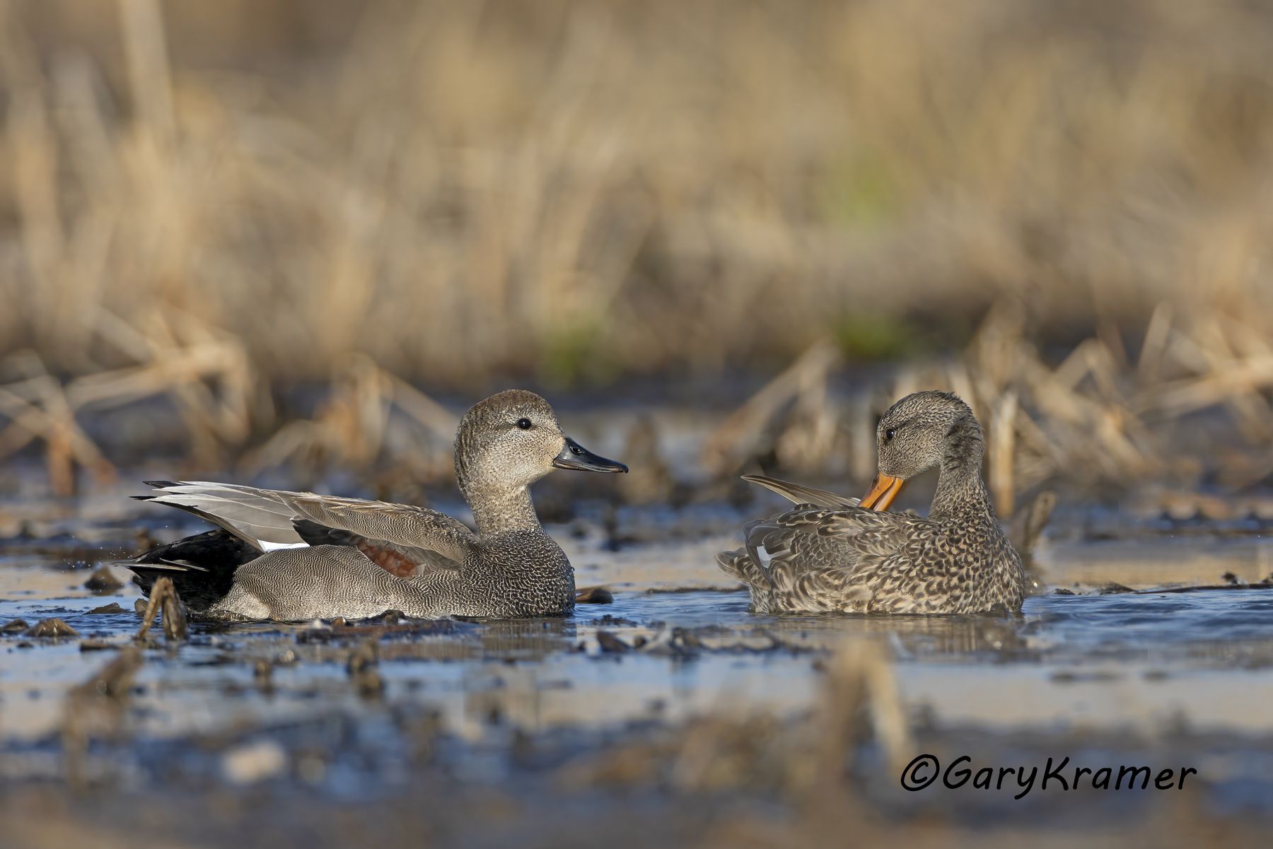 Gadwall (Anas strepera) - NBWG#3030d