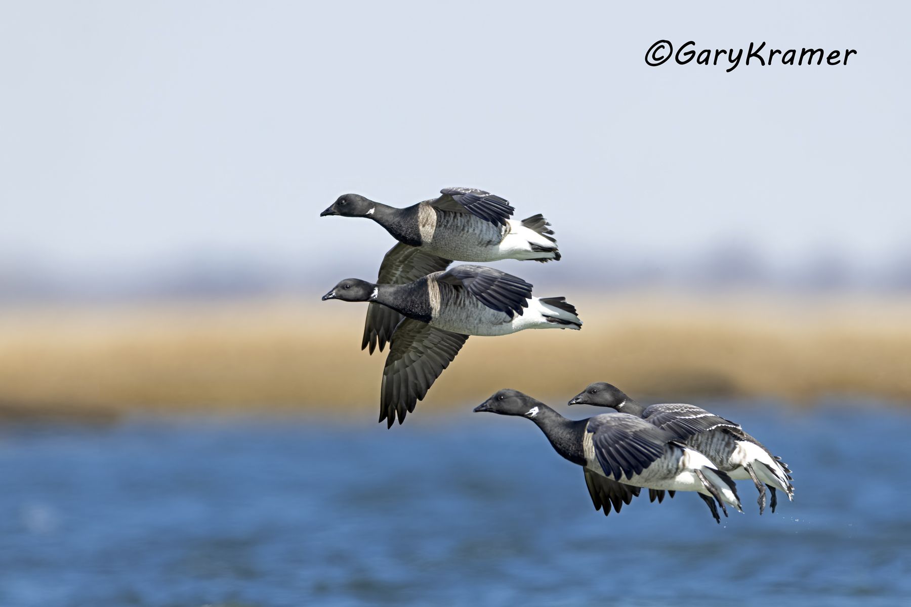 Light-bellied Brant (Atlantic) (Branta bernicla hrota) - NBWBa#619d(2)