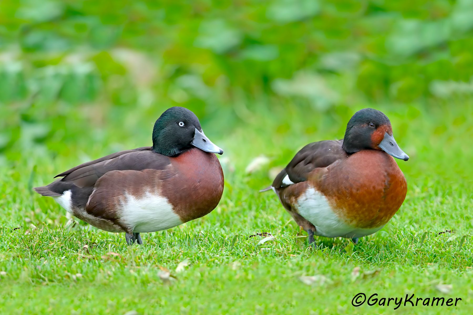 Baer's Pochard (Aythya baeri)  Baer's Pochard (Aythya baeri) - EBWB#009d(2)