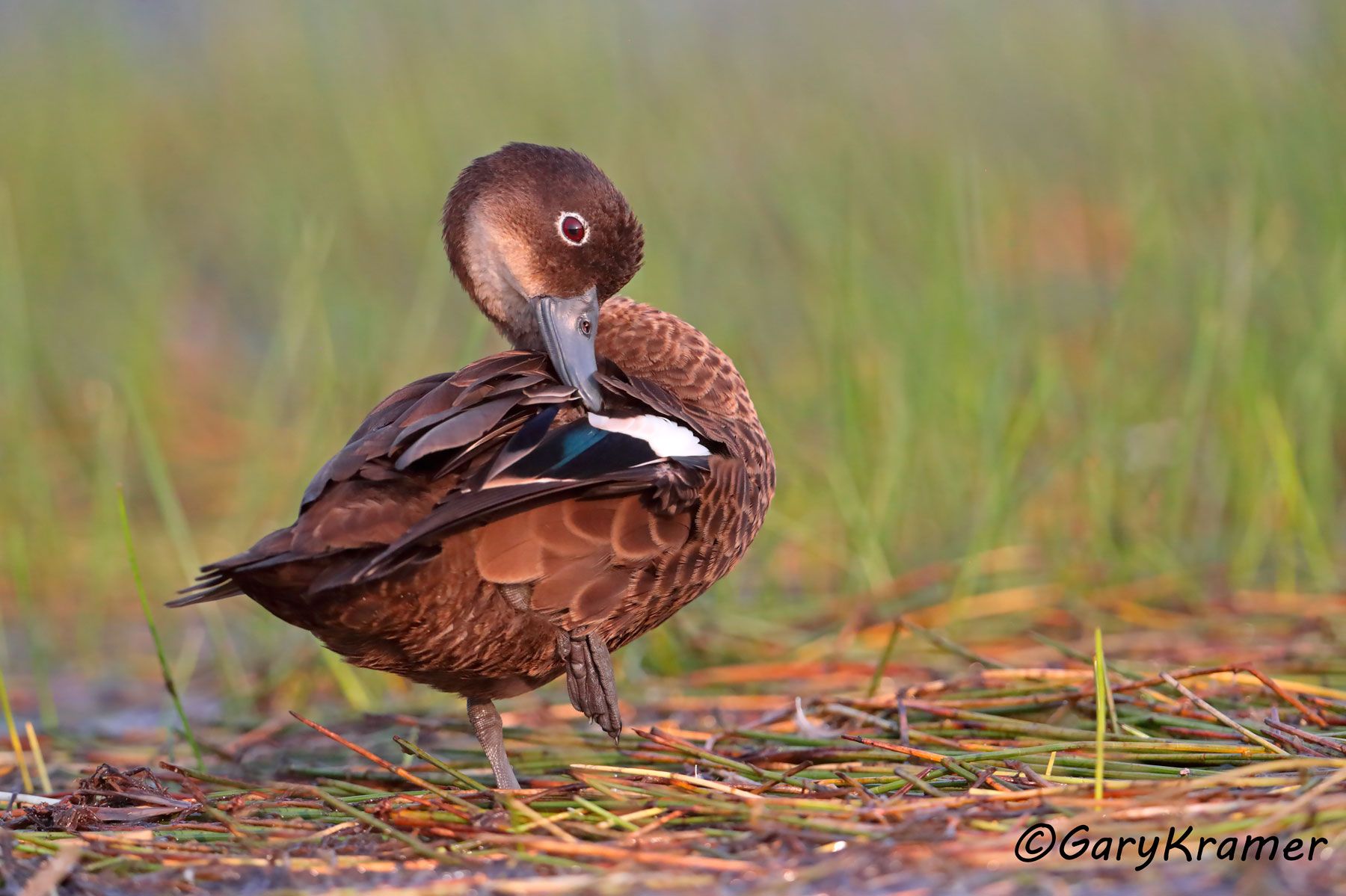 Andaman Teal (Anas albogularis)  Andaman Teal (Anas albogularis) - IBWTaa#648d