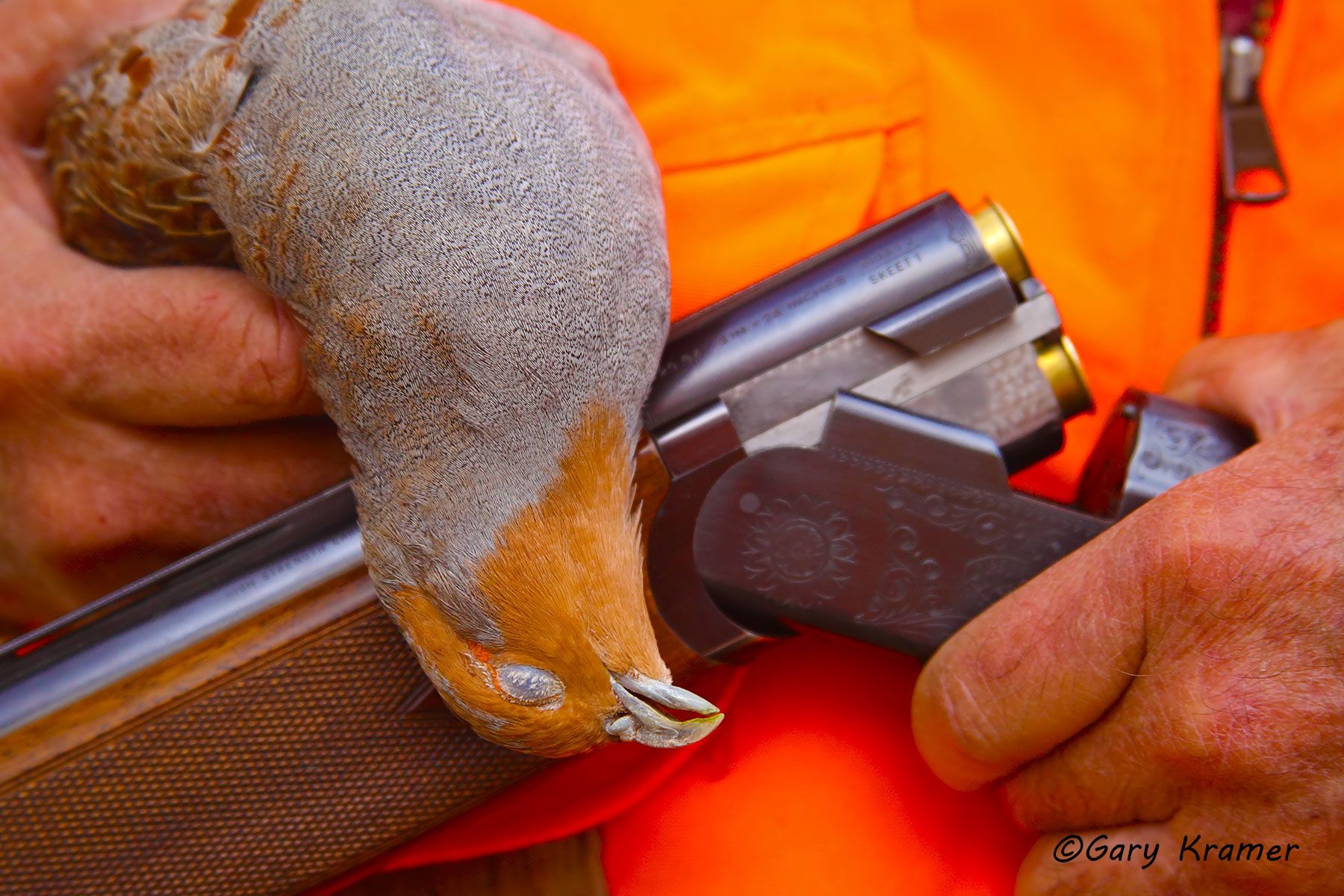Gray Partridge in the bag Gray Partridge in the bag - NHAb#021d