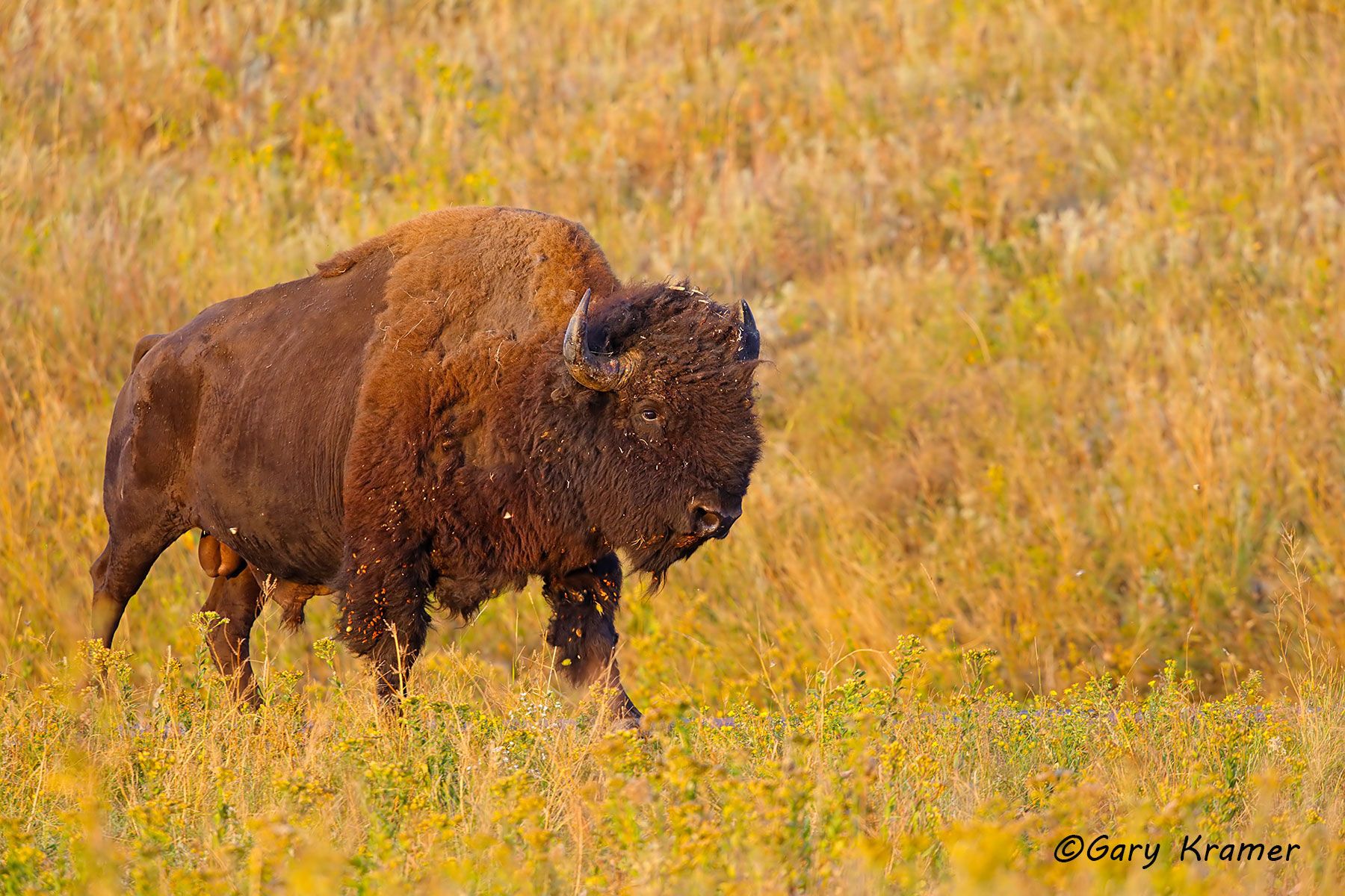 Plains Bison (Bison bison bison) - NMB#389d