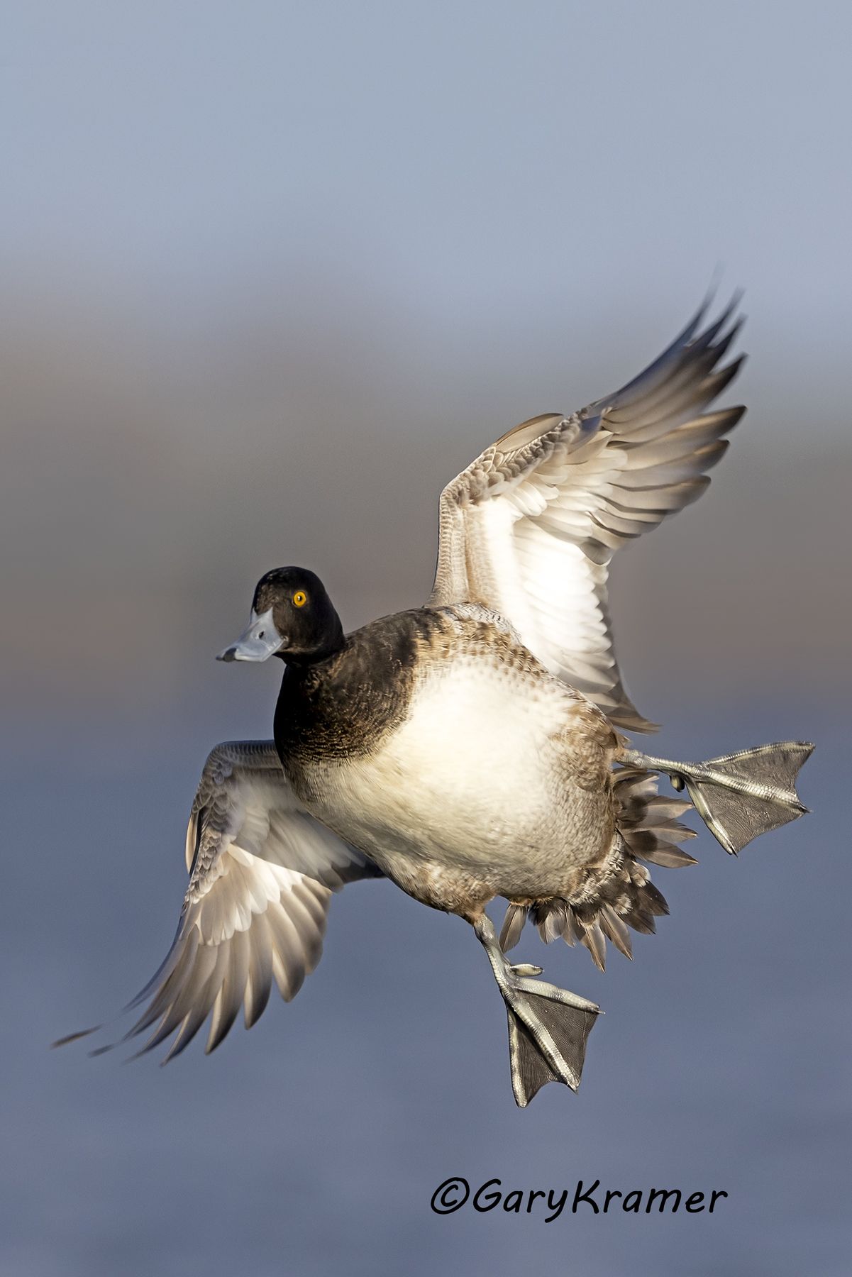 Lesser Scaup (Aythya affinis) - NBWSl#1737d(2)