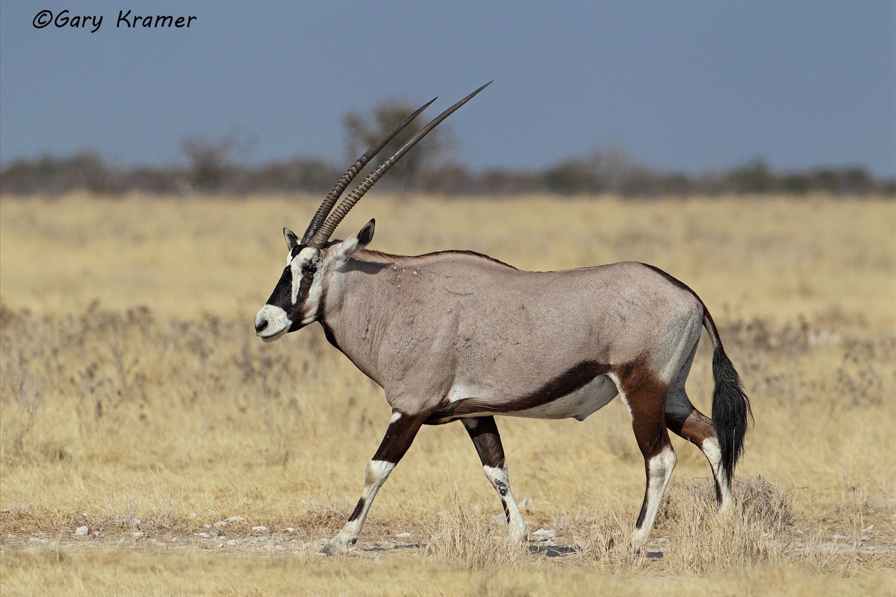 Kudu - Sable - Gemsbok - Gary Kramer Photographer / Writer