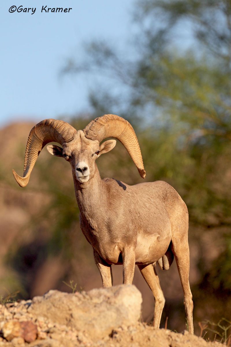 Desert Bighorn (Ovis canadensis nelsoni) by GaryKramer.net, 530-934-3873, gkramer@cwo.com Desert Bighorn (Ovis canadensis nelsoni) - NMSBd#118d