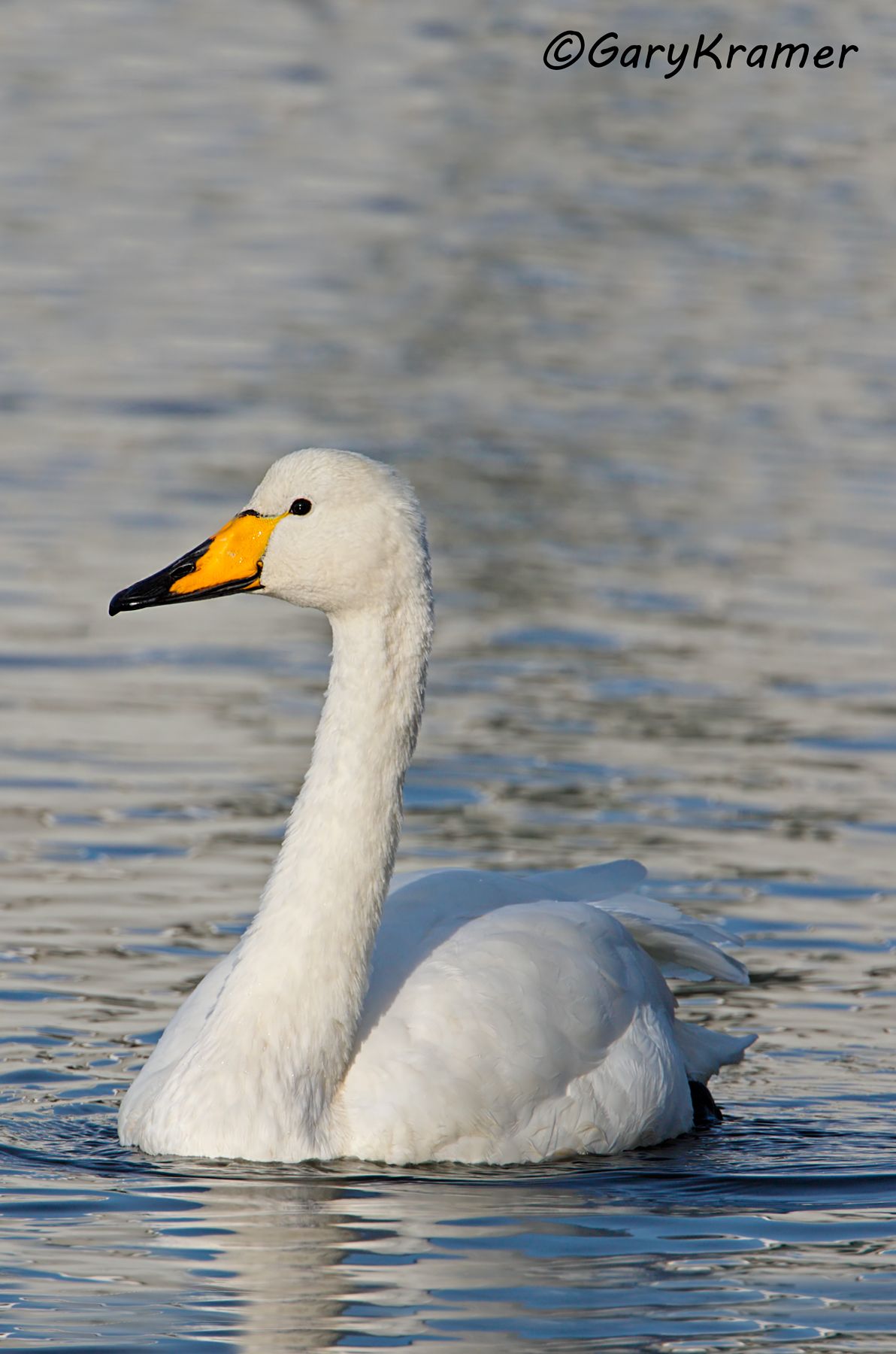 Whooper Swan (Olor cygnus)  Whooper Swan (Olor cygnus) - EBWSw#015d(2)