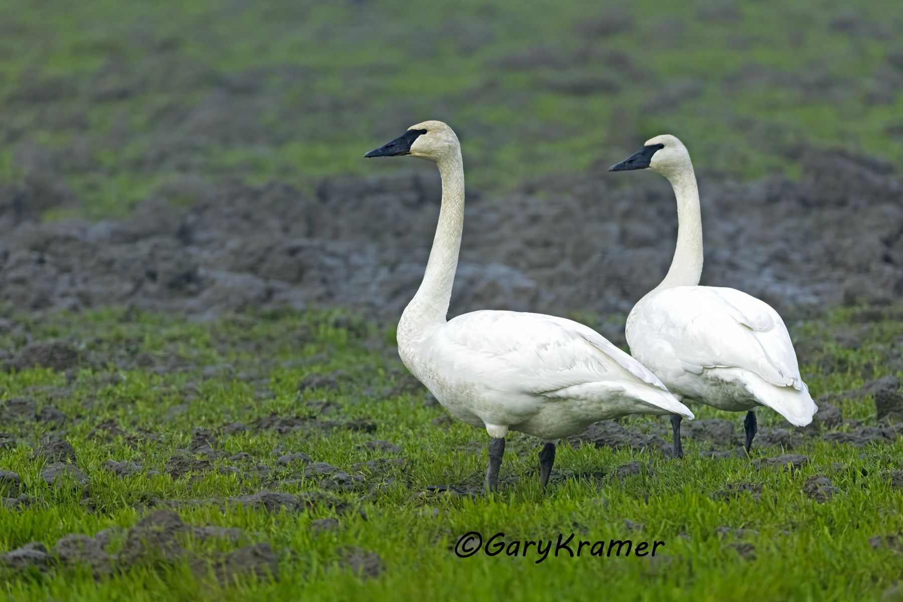 Tundra Swan (Cygnus columbianus) - NBWSt#394d