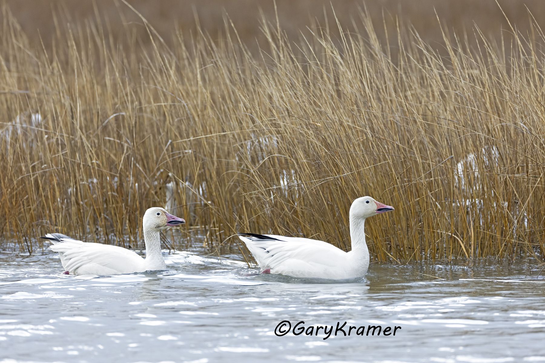 Greater Snow Goose (Chen caerulescens atlantica) - NBWSa#354d