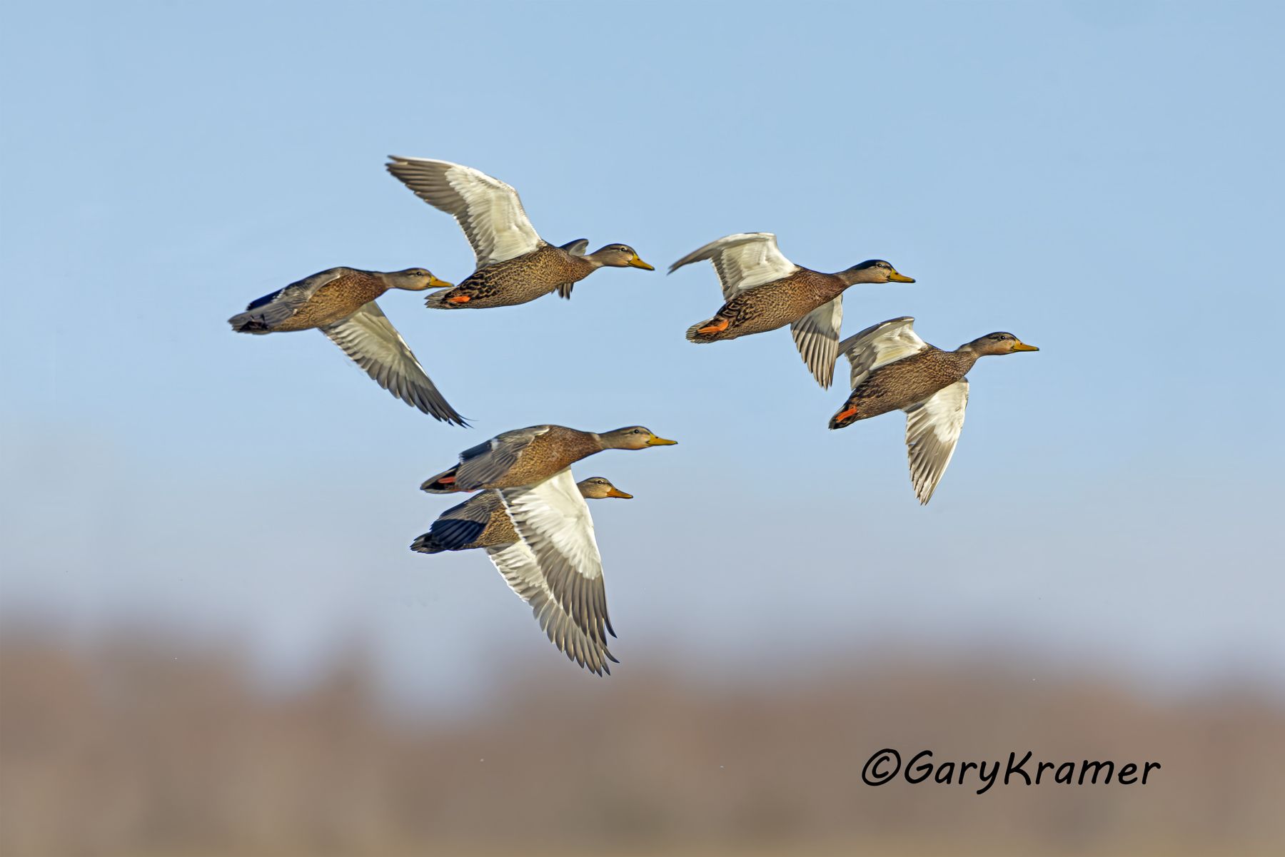 Mexican Duck (Mexican Mallard) (Anas platyrhynchos diazi) Mexican Duck (Mexican Mallard) (Anas platyrhynchos diazi) - NBWMm#318d(3)