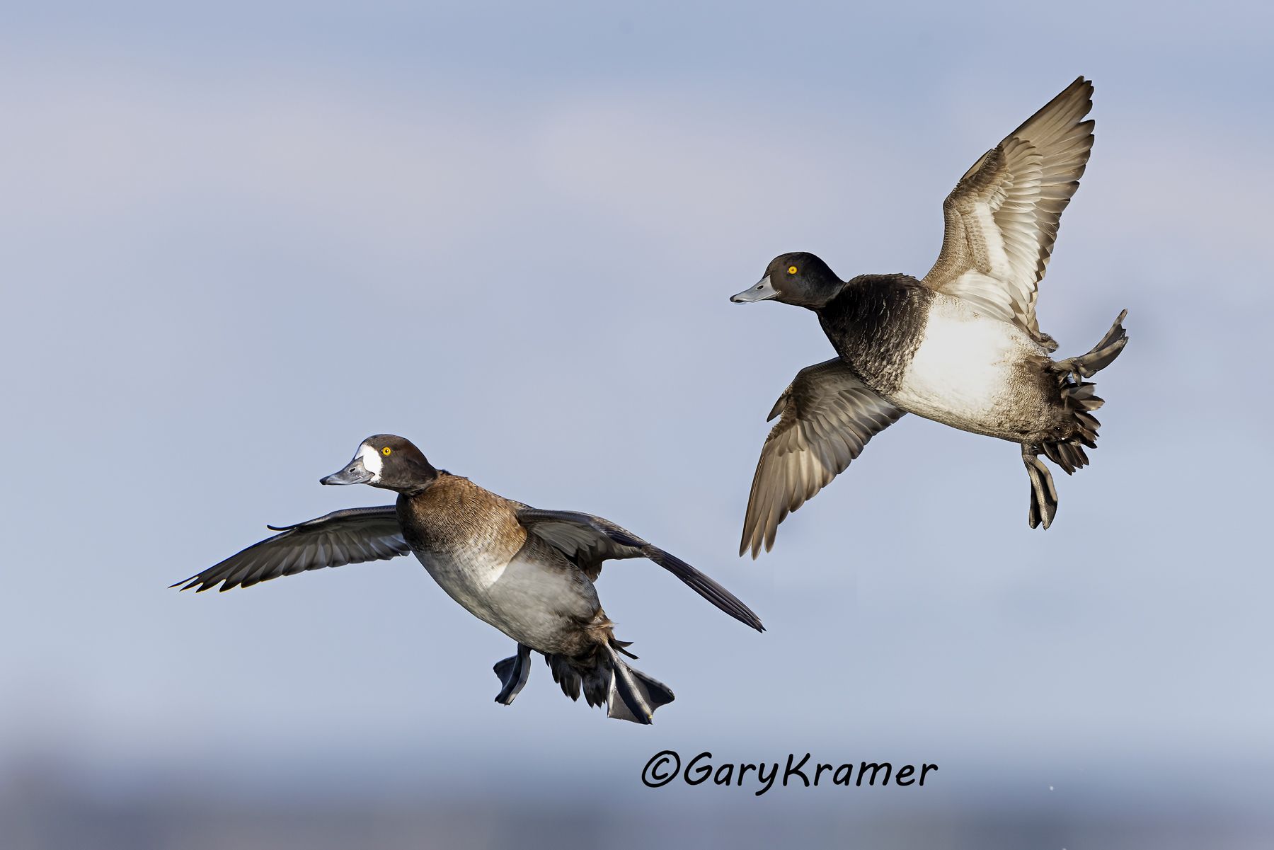 Lesser Scaup (Aythya affinis) - NBWSl#1676d(2)