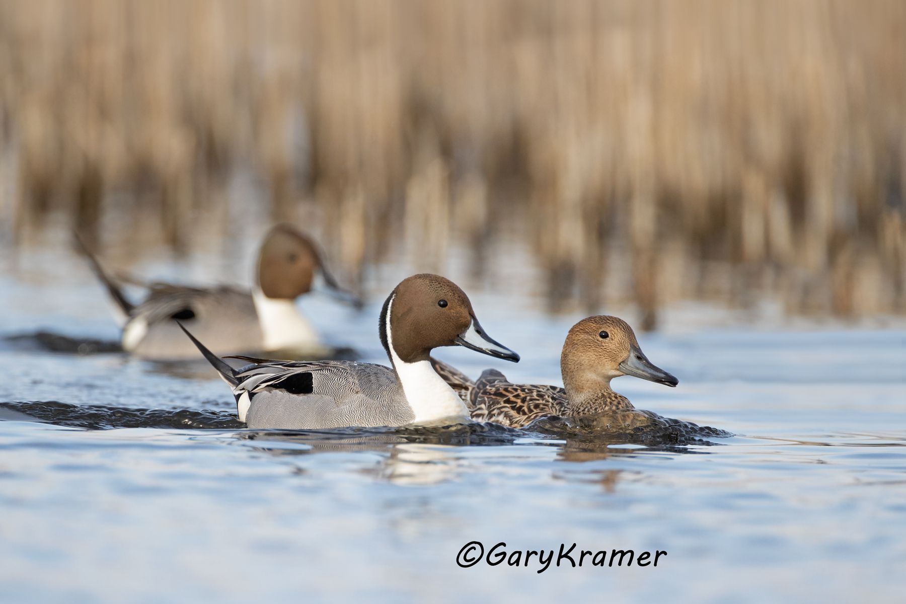Northern Pintail (Anas acuta) - NBWP#134d
