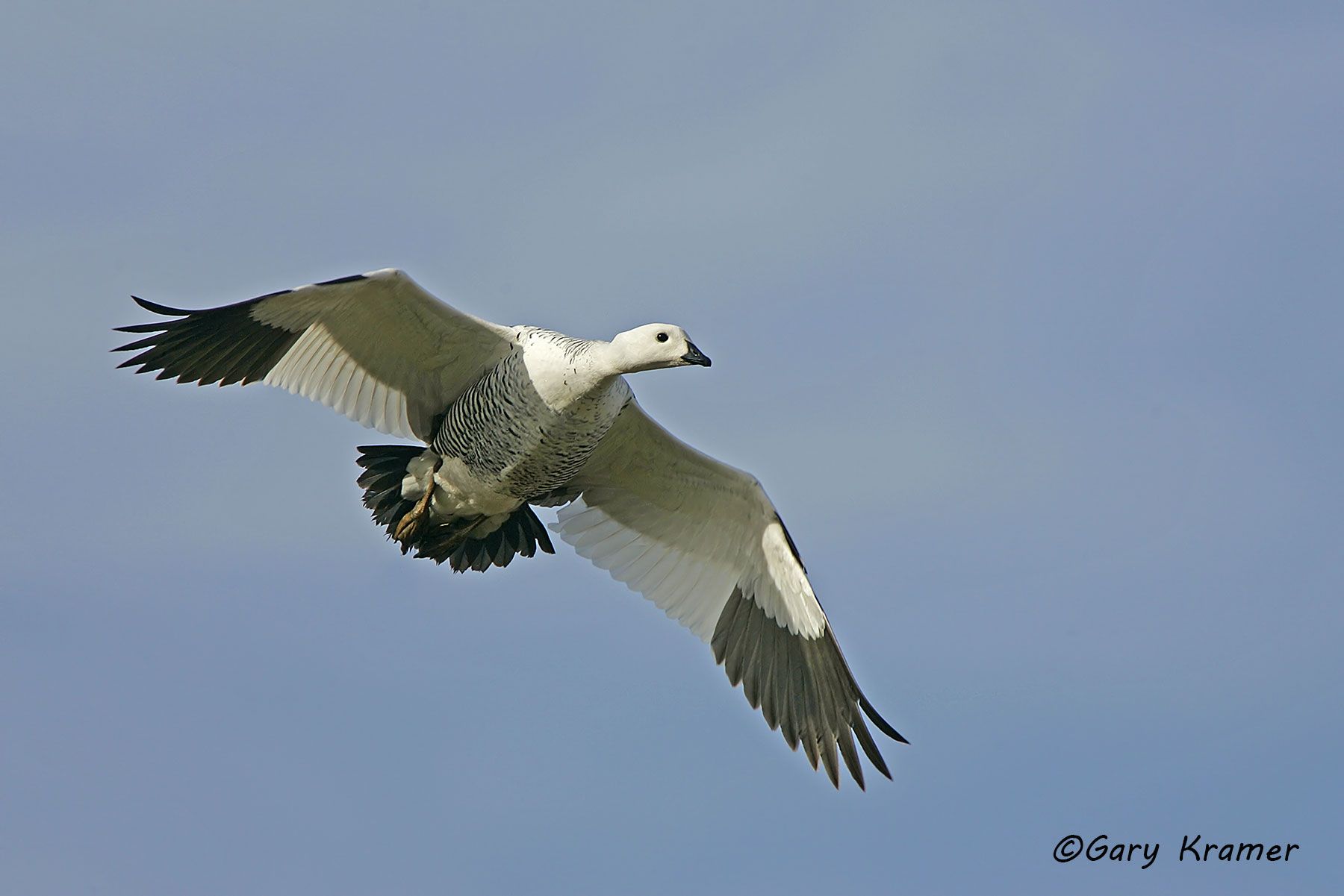 Upland Goose (Chloephaga picta) - SBWG#045d (Argentina)