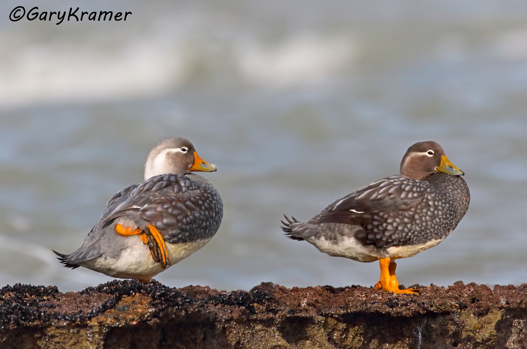 Chubut Steamer Duck (Tachyeres leucocephalus) - SBWSct#192d(3) (Argentina)