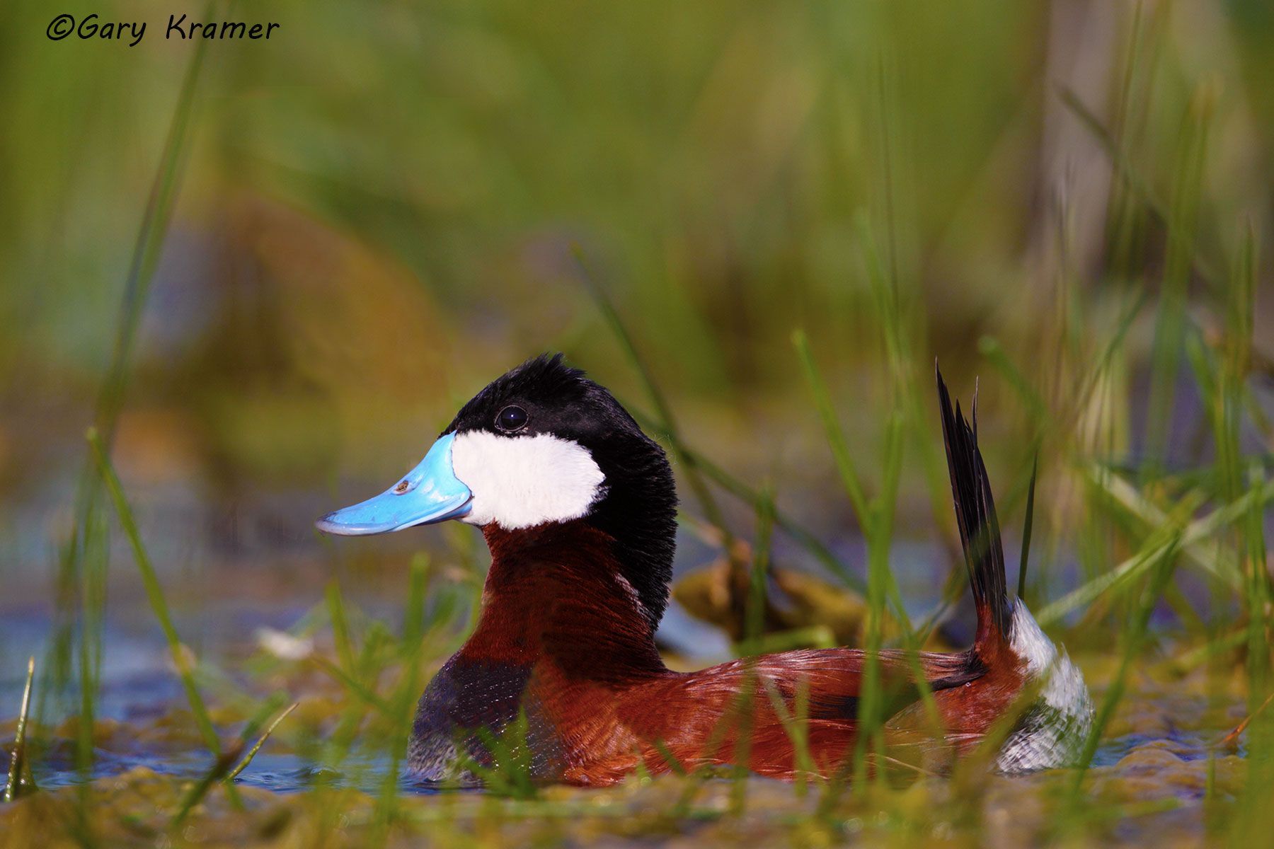 Ruddy Duck (spring) (Oxyura jamaicensis) Ruddy Duck (spring) (Oxyura jamaicensis) - NBWRs#465d