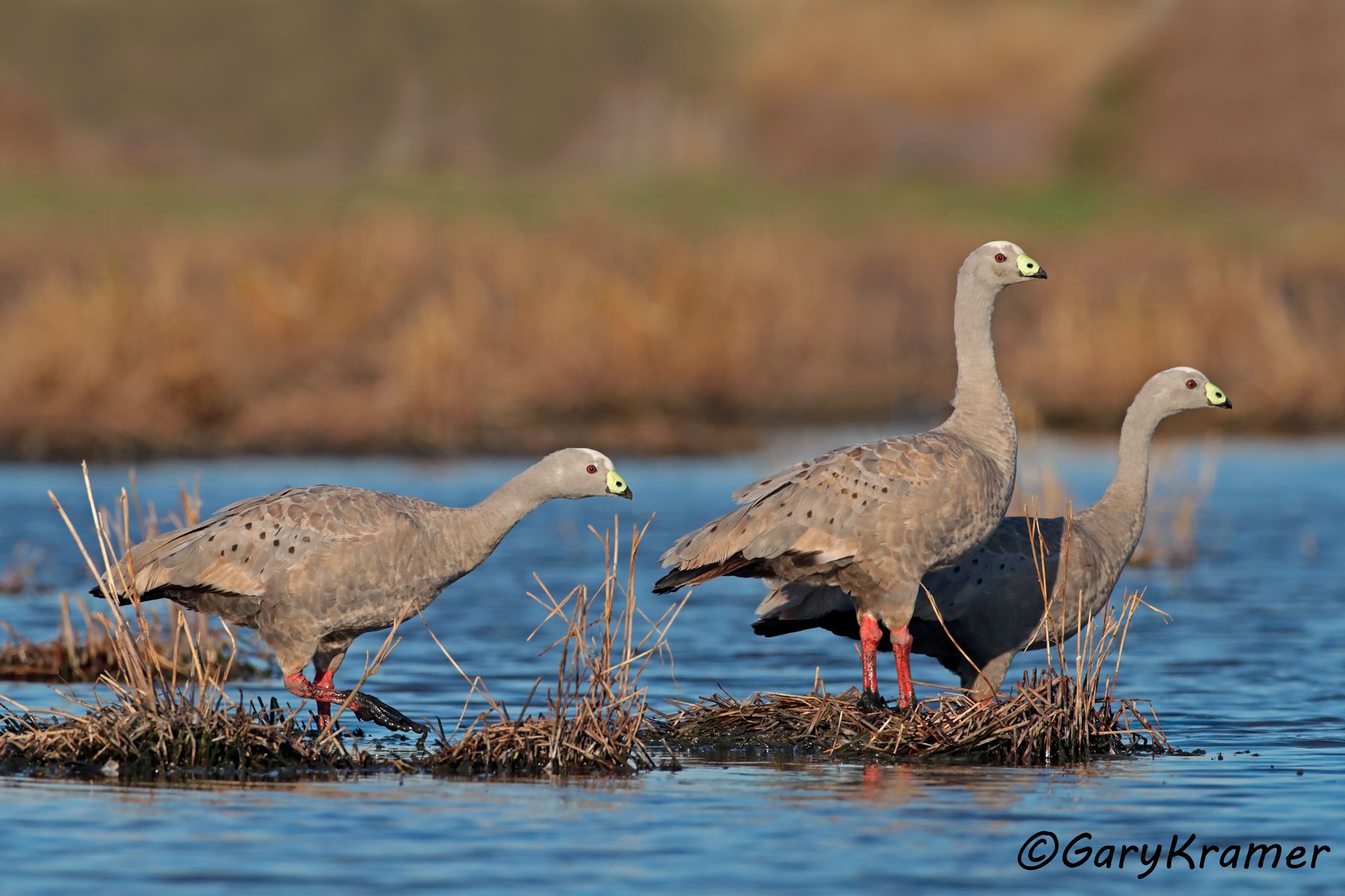 Cape Barren Goose (Cereopsis novaehollandiae)  Cape Barren Goose (Cereopsis novaehollandiae) - OBWG#164d