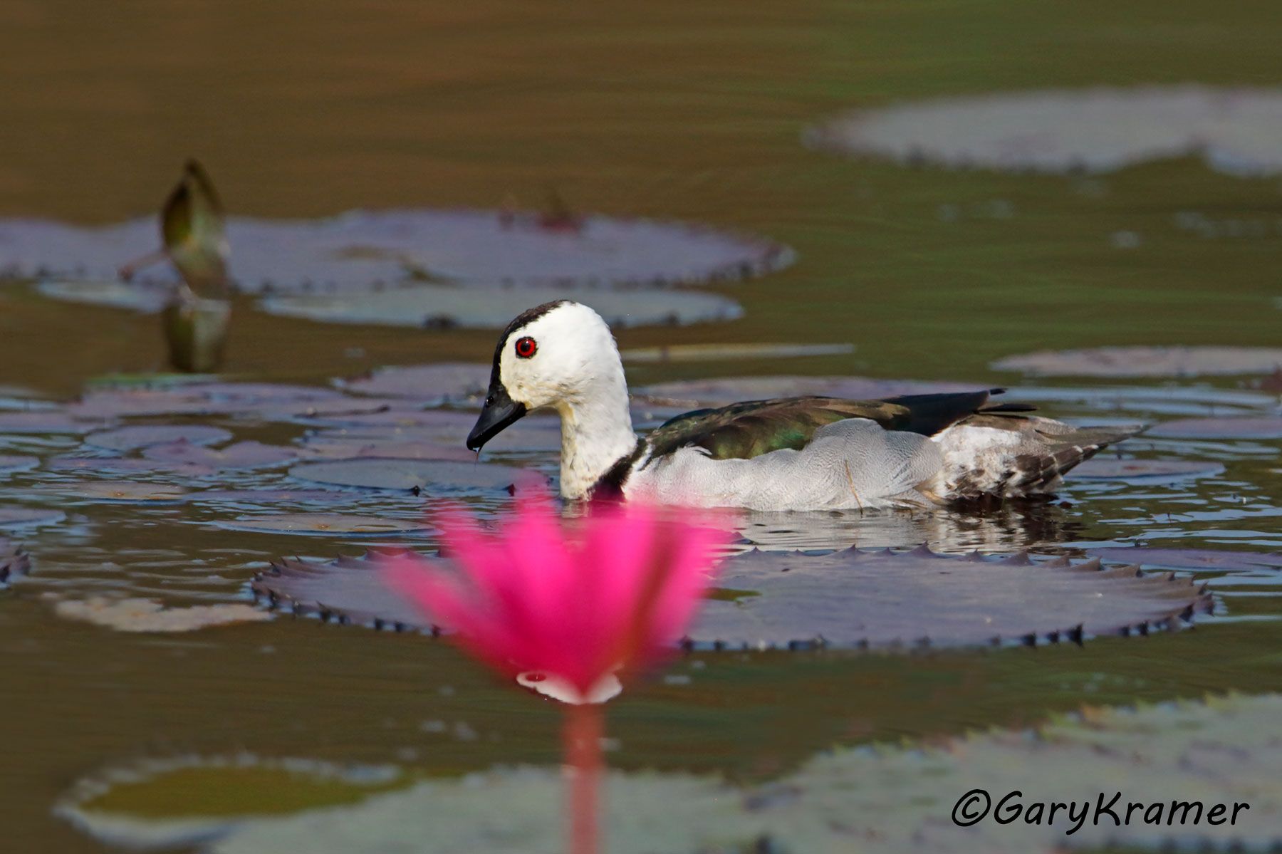 Cotton Pygmy Goose (Nettapus coromandelianus)  Cotton Pygmy Goose (Nettapus coromandelianus) - IBWGcp#015d