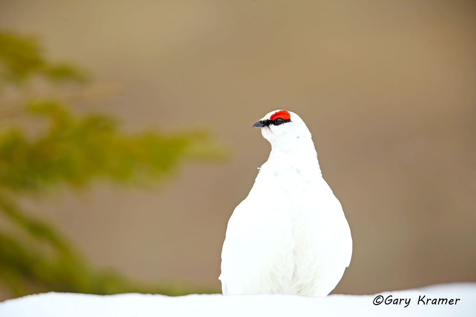 Rock Ptarmigan (spring) (Lagopus mutus) - NBGPrs#393d