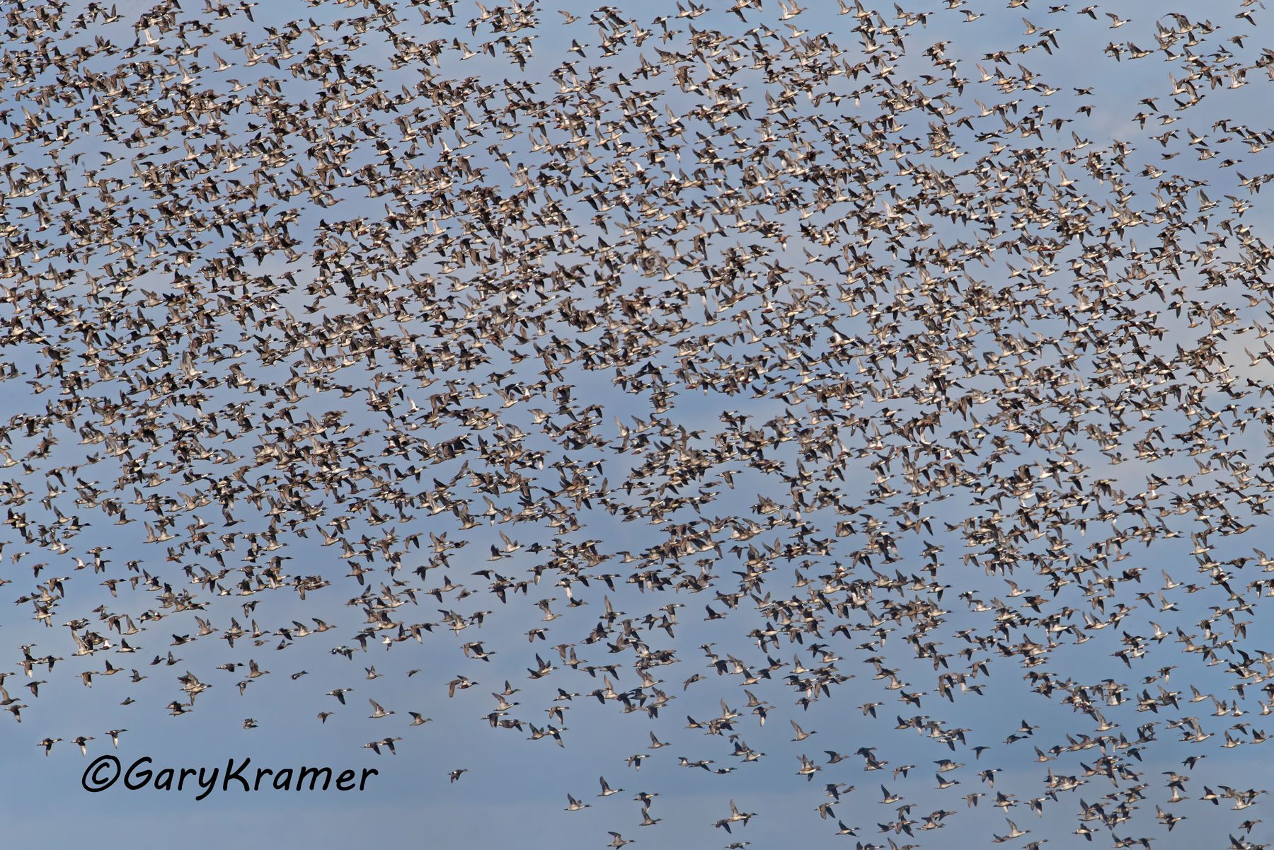 Northern Pintail/Northern Shoveler (Anas acuta/Anas clypeata) - NBWPs#149d(2)