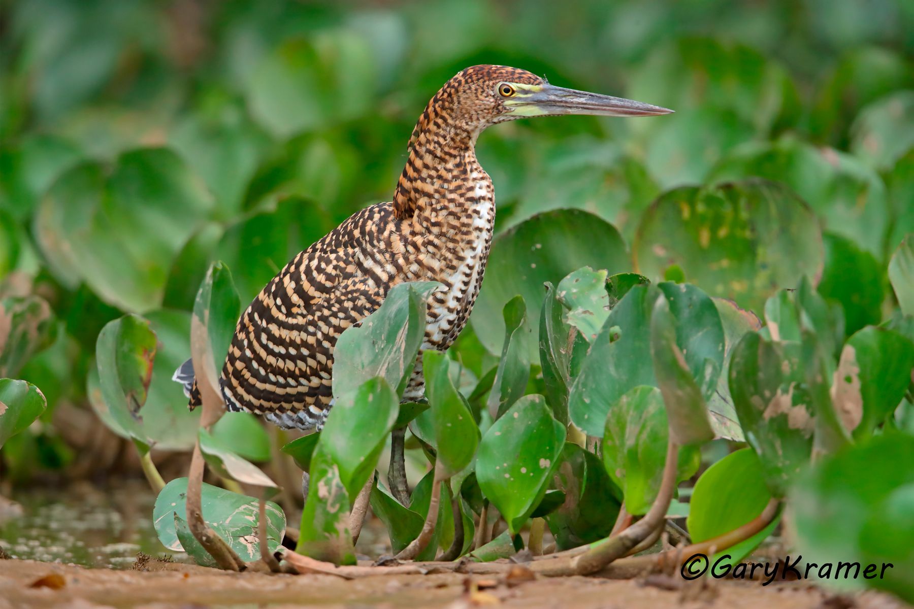 Rufescent Tiger Heron (Tigrisoma lineatum) - SBHrt#066d