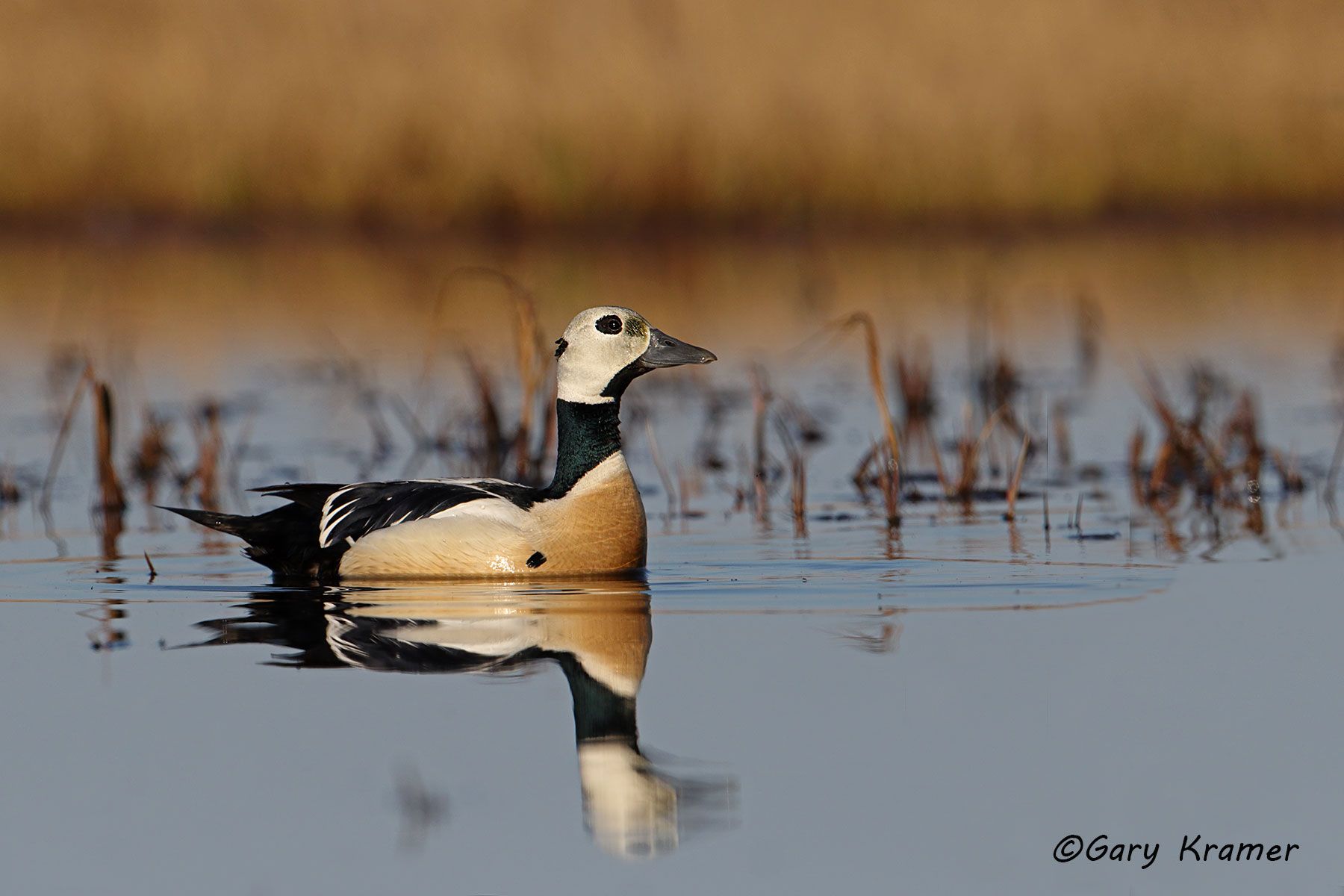 Steller's Eider (Polysticta stelleri) Steller's Eider (Polysticta stelleri) - NBWEt#474d