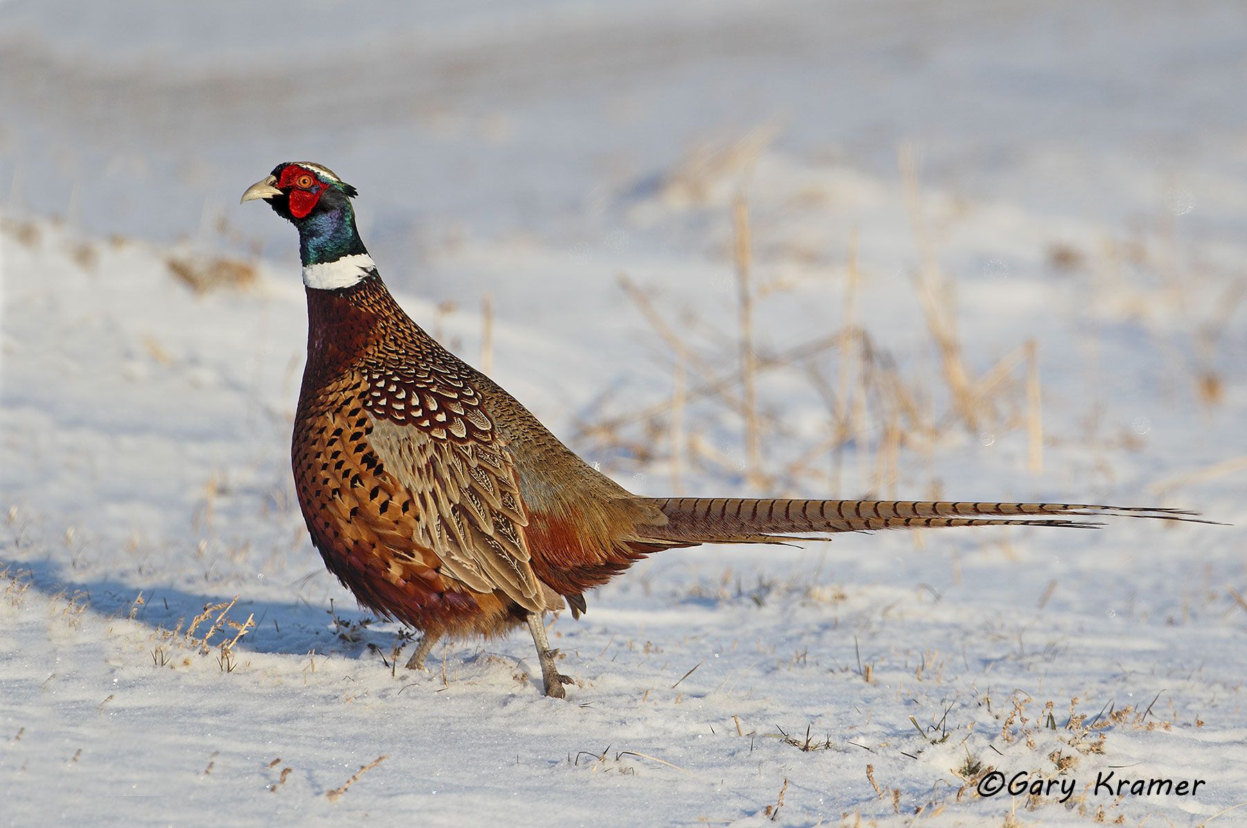 Ring-necked Pheasant (Phasianus colchicus) by GaryKramer.net, 530-934-3873, gkramer@cwo.com Ring-necked Pheasant (Phasianus colchicus) - NBGP#1254d