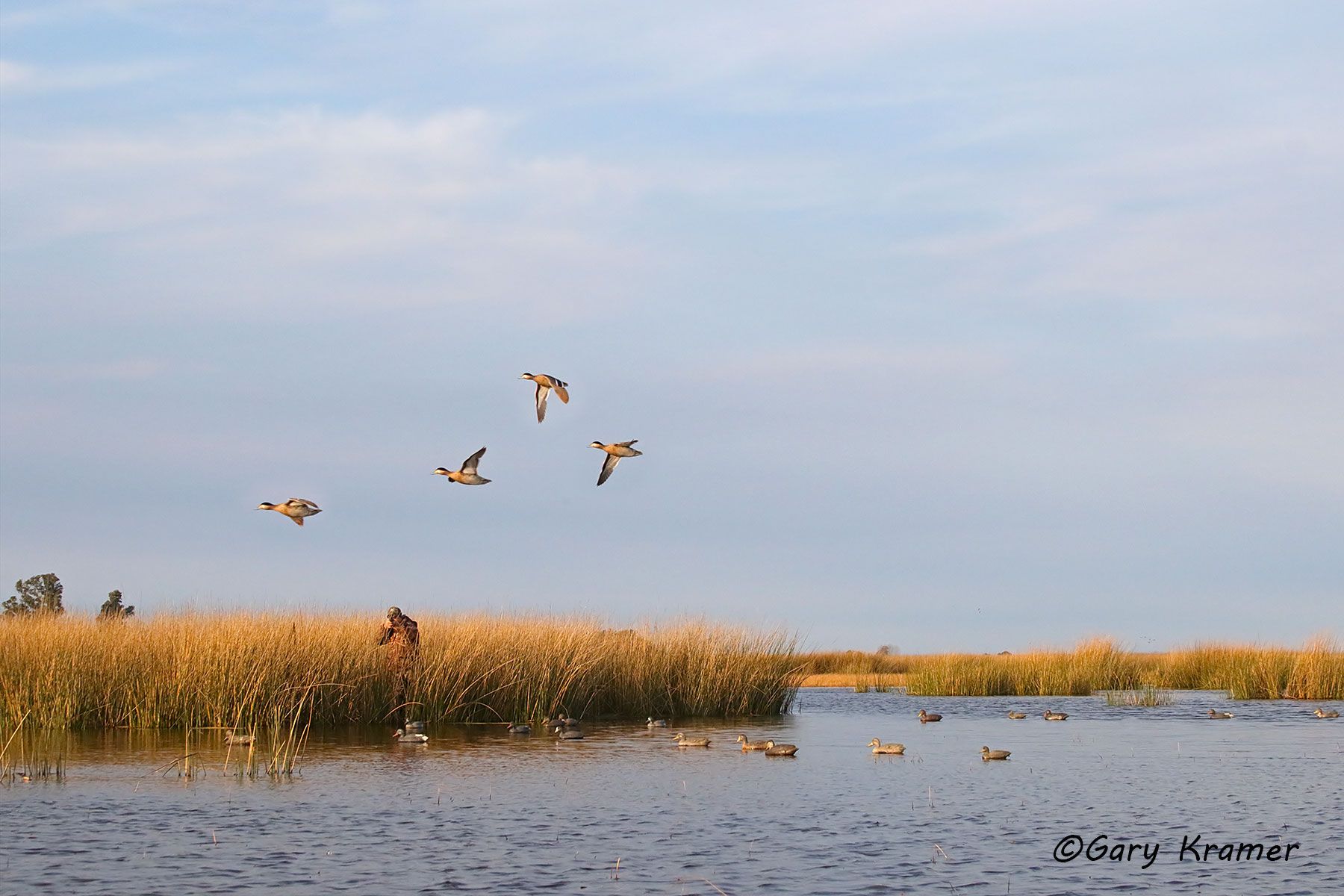 Hunter(s) shooting at Silver Teal over decoys, Argentina Hunter shooting at Silver Teal over decoys, Argentina - SHDsst#007d.jpg