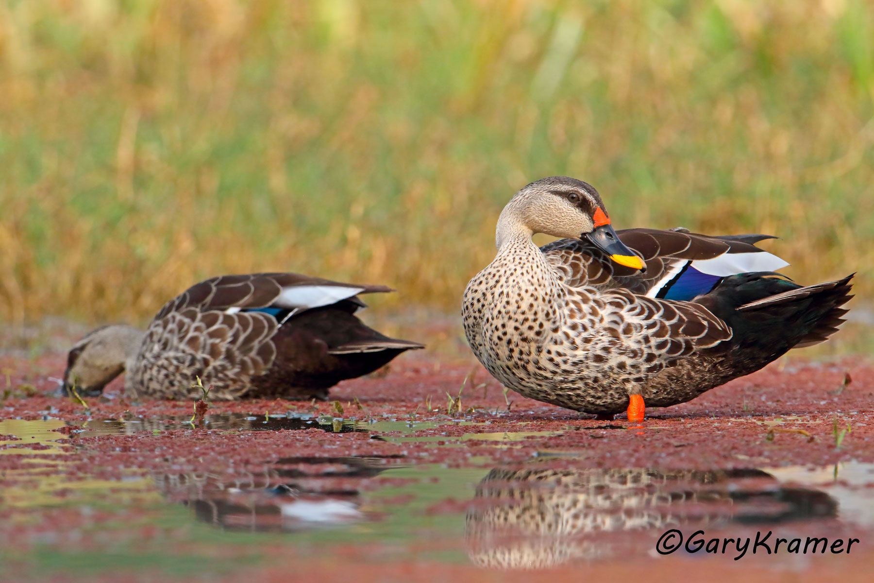 Indian Spot-bill Duck (Anas poecilorhyncha)  Indian Spot-bill Duck (Anas poecilorhyncha) - EBWBi#149d