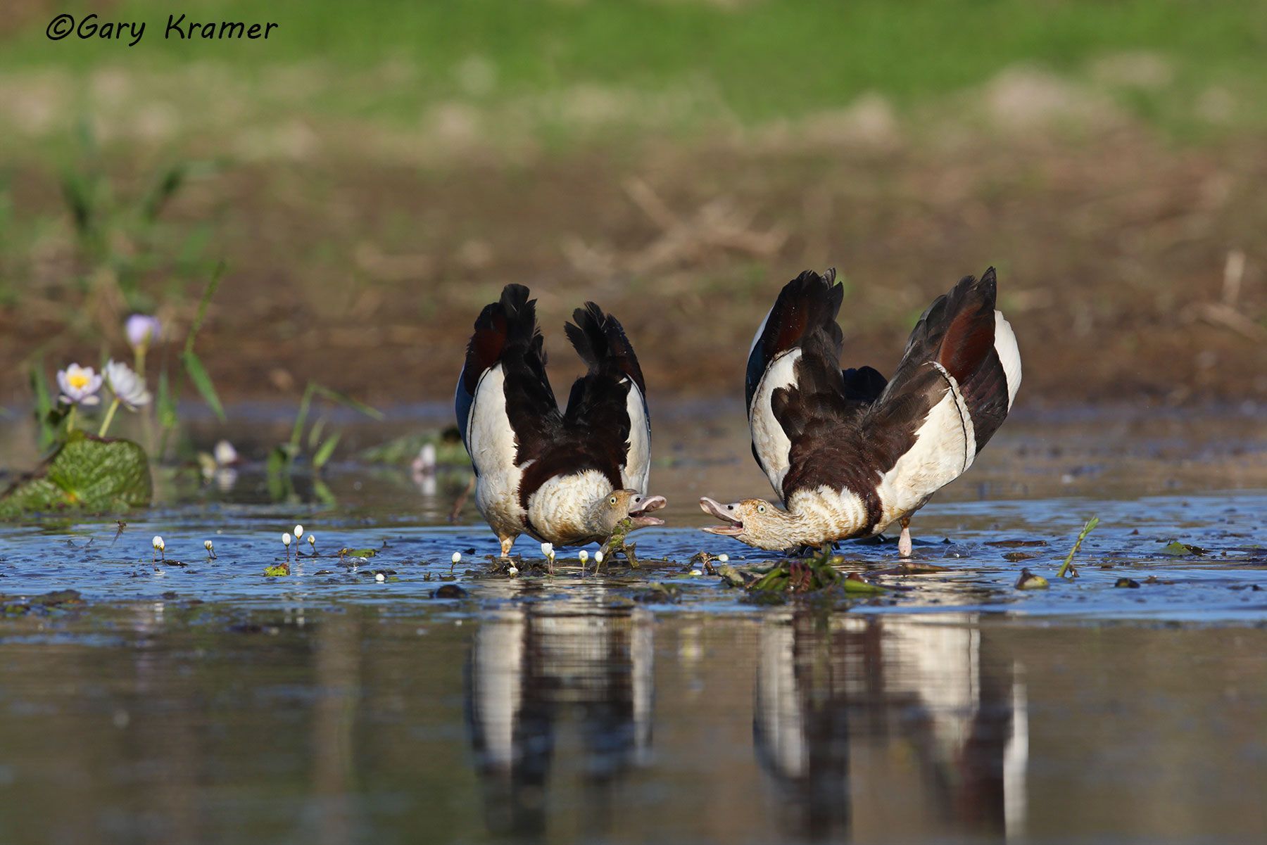 Radjah Shelduck (Tadorna radjah) Australia - OBWSr#130d