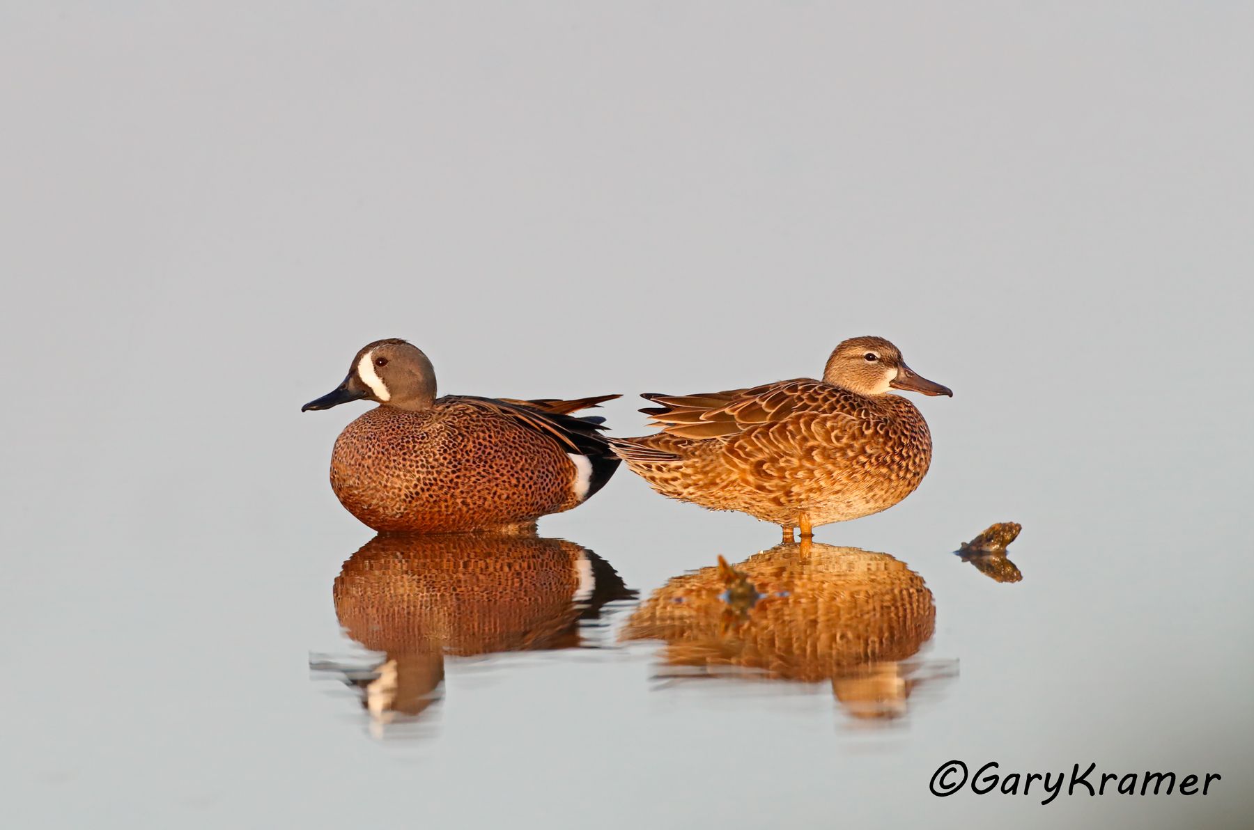 Blue-winged Teal (Spatula discors)  Blue-winged Teal (Spatula discors) - NBWTb#1265d