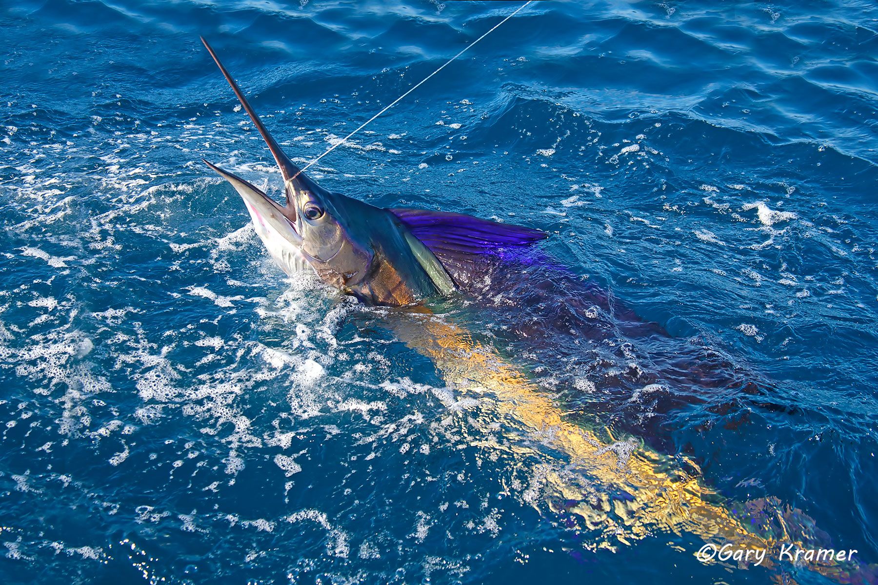 Sailfish (Istiophorus platypterus), Guatemala - NFSa#024d