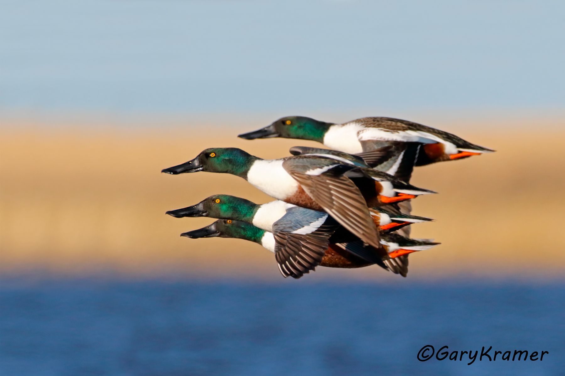 Northern Shoveler (Spatula clypeata) Northern Shoveler (Spatula clypeata) - NBWS#1583d