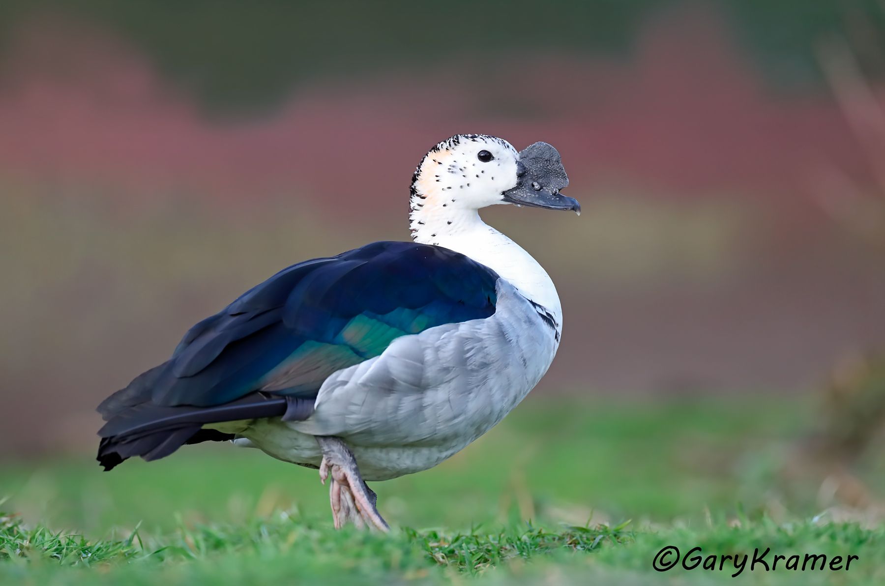 Knob-billed Duck (Sarkidiornis melanotos)  Knob-billed Duck (Sarkidiornis melanotos)  - ABWC#158d