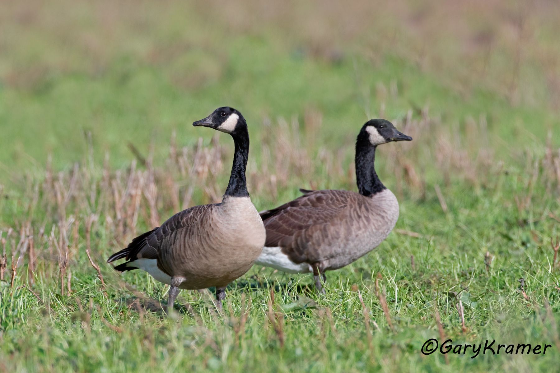 Canada Goose (Atlantic) (Branta canadensis canadensis) Canada Goose (Atlantic) (Branta canadensis canadensis) - NBWCgc#068d
