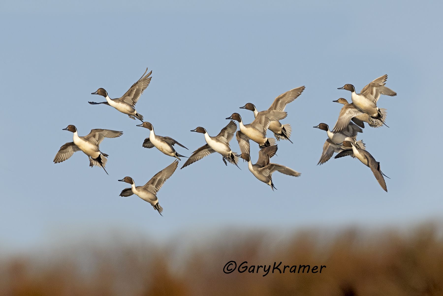 Northern Pintail (Anas acuta) - NBWP#399d(3)