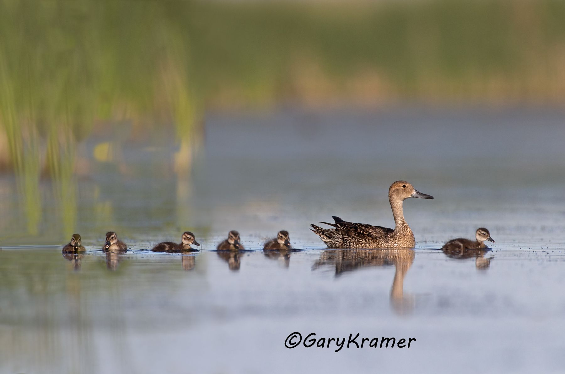Northern Pintail (Anas acuta) - NBWP#9439d(3)