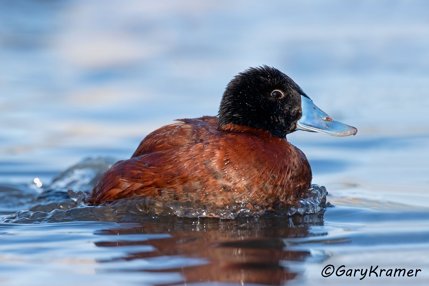Maccoa Duck (Oxyura maccoa)  Maccoa Duck (Oxyura maccoa) - ABWM#040d (South Africa)