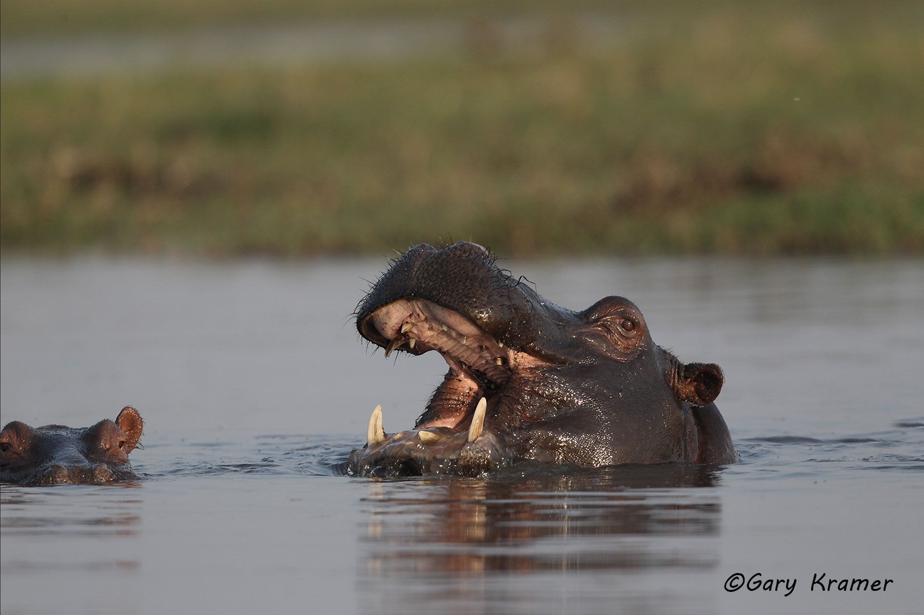 Hippopotamus (Hippopotamus amphibius) Hippopotamus (Hippopotamus amphibius) - AMH#151d