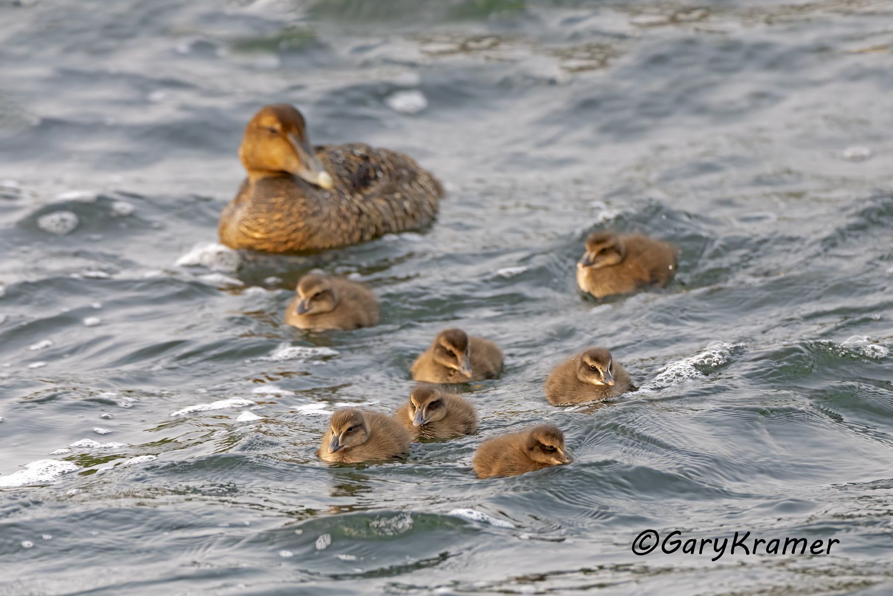 Common Eider (American) (Somateria mollissima) - NBWE#1172d(2)