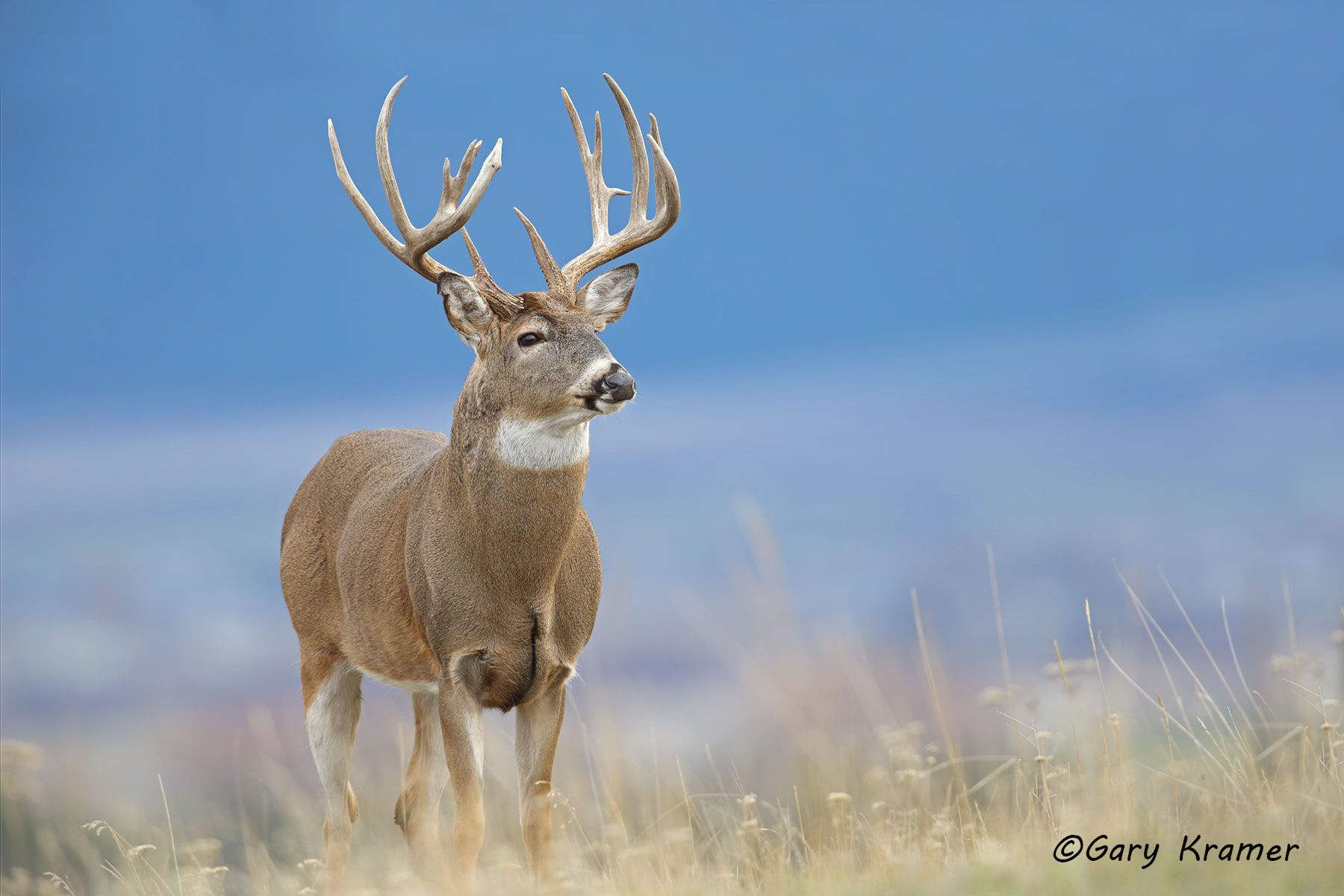 White-tailed Deer (Odocoileus virginianus) by GaryKramer.net, 530-934-3873, gkramer@cwo.com White-tailed Deer (Odocoileus virinianus) - NMDW#1965d
