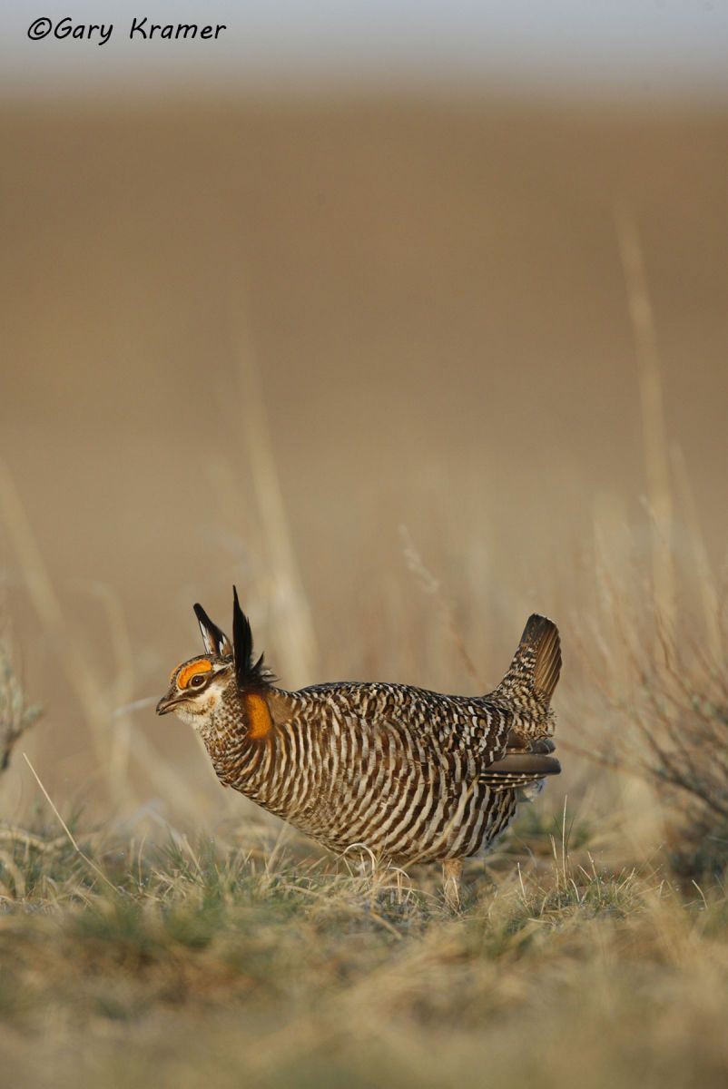 Greater Prairie Chicken (Tympanuchus cupido) - NBGCg#317d