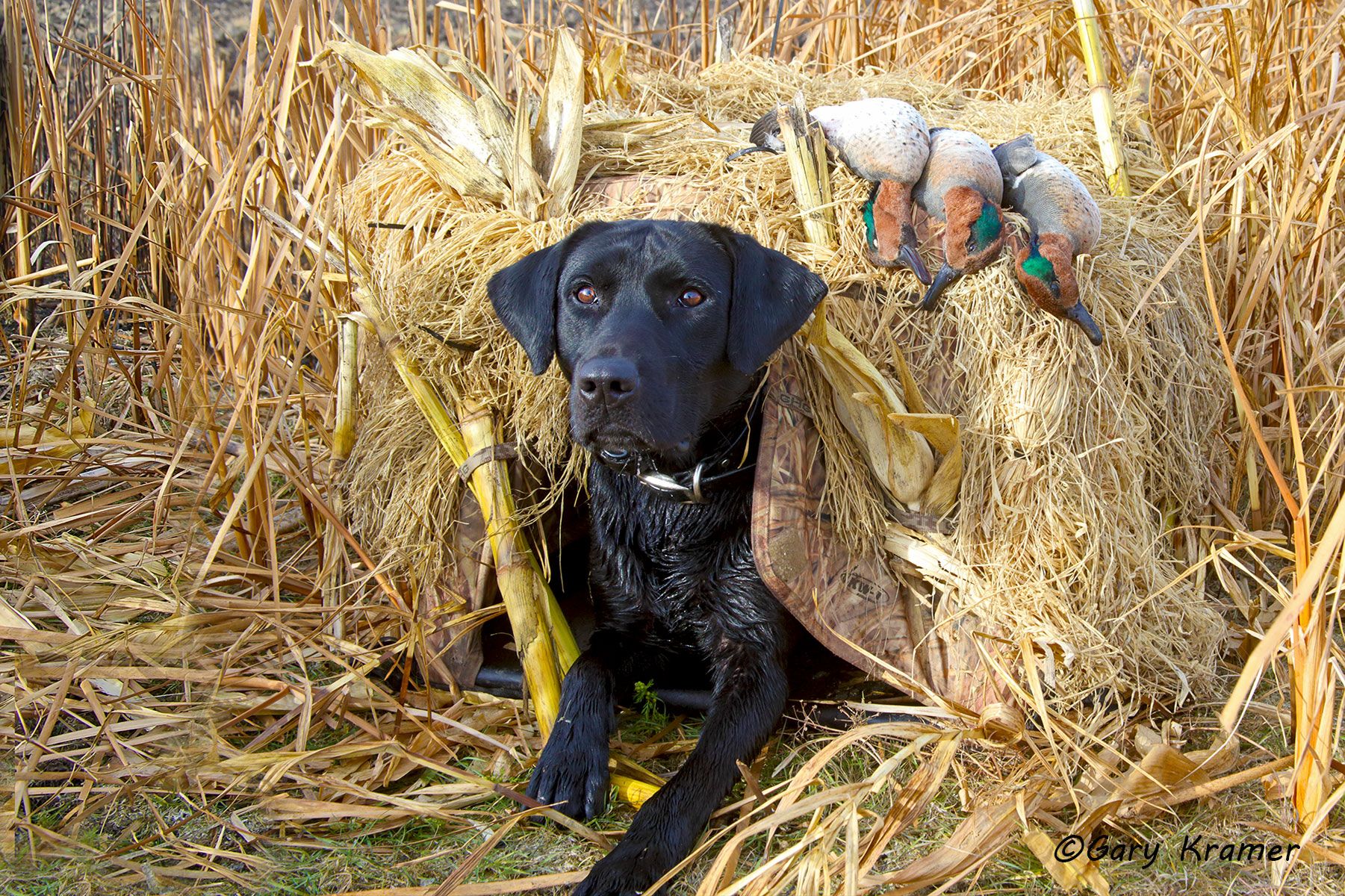 Black Labrador Retriever w/Green-winged Teal - HDLbt#088d