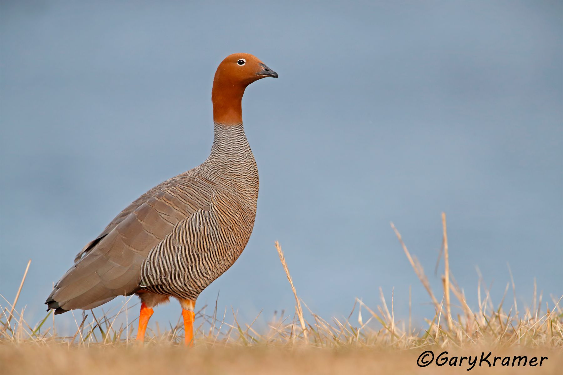 Ruddy-headed Goose (Chloephaga rubidiceps) - SBWGr#316d (Chile)