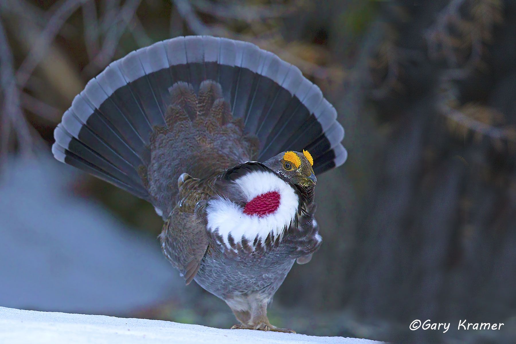 Dusky Grouse (Dendragapus obscurus) by Dusky Grouse (Dendragapus obscurus) - NBGd#195d