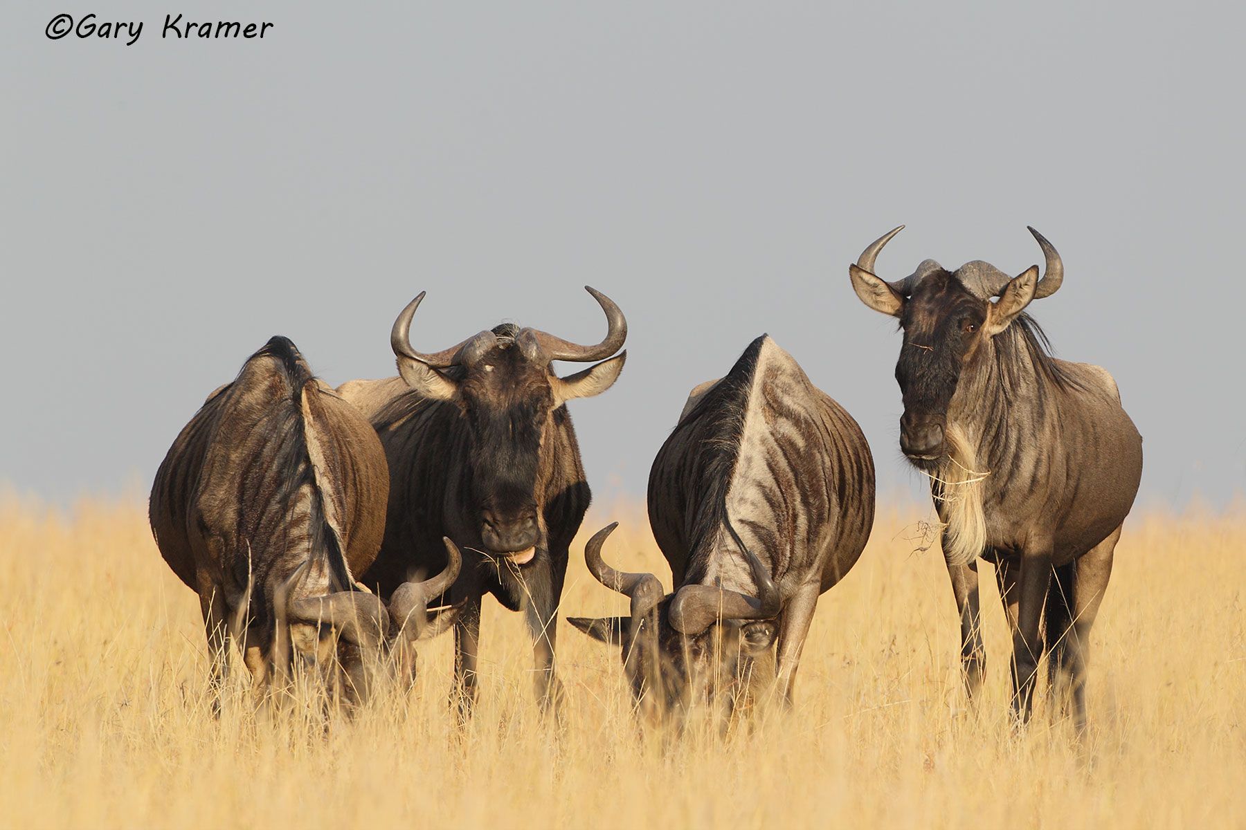 White-bearded Wildebeest (Connochaetes taurinus albojubatus) White-bearded Wildebeest (Connochaetes taurinus albojubatus) - AMUBw#218d(2)