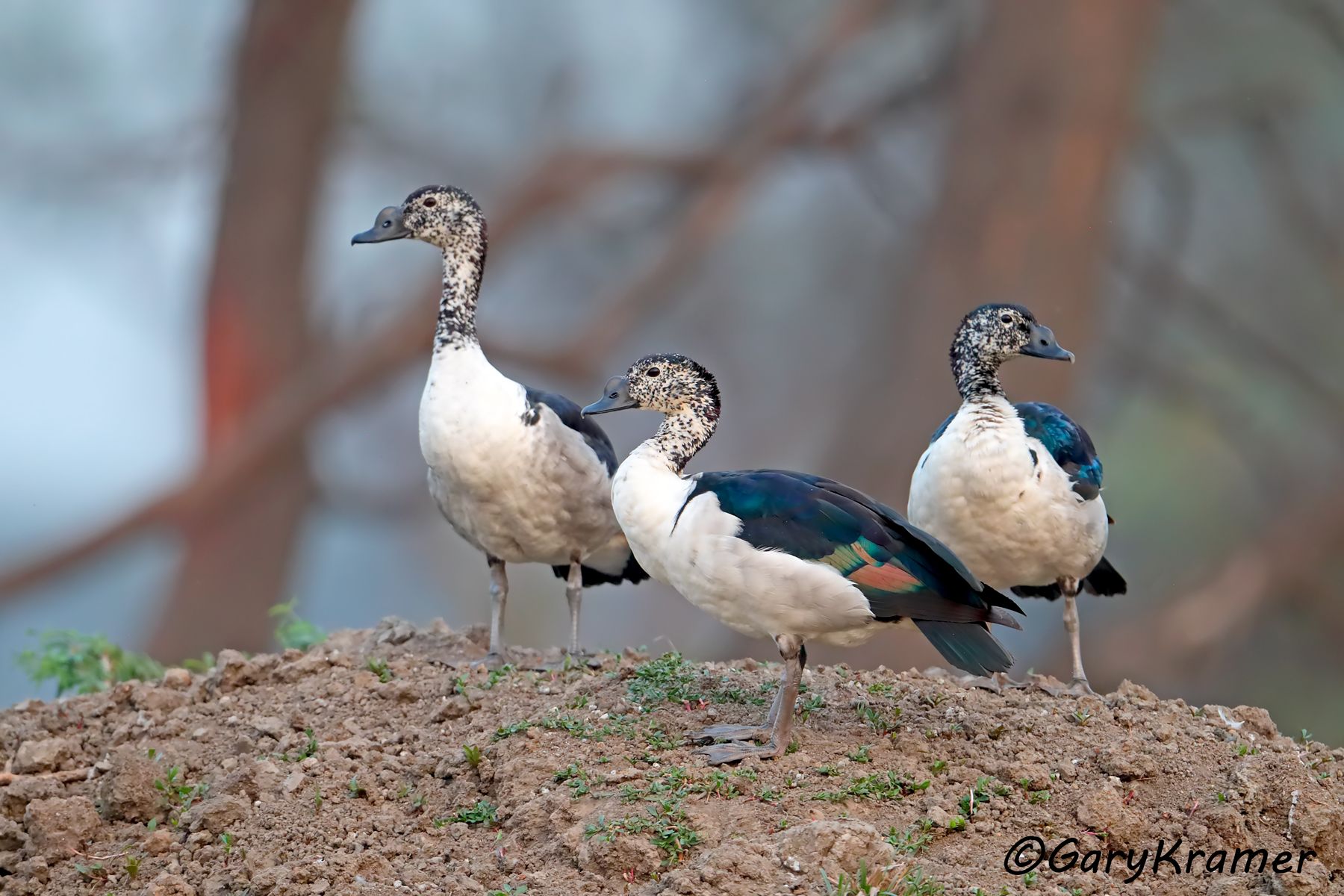 Knob-billed Duck (Sarkidiornis melanotos)  Knob-billed Duck (Sarkidiornis melanotos) - ABWC#100d