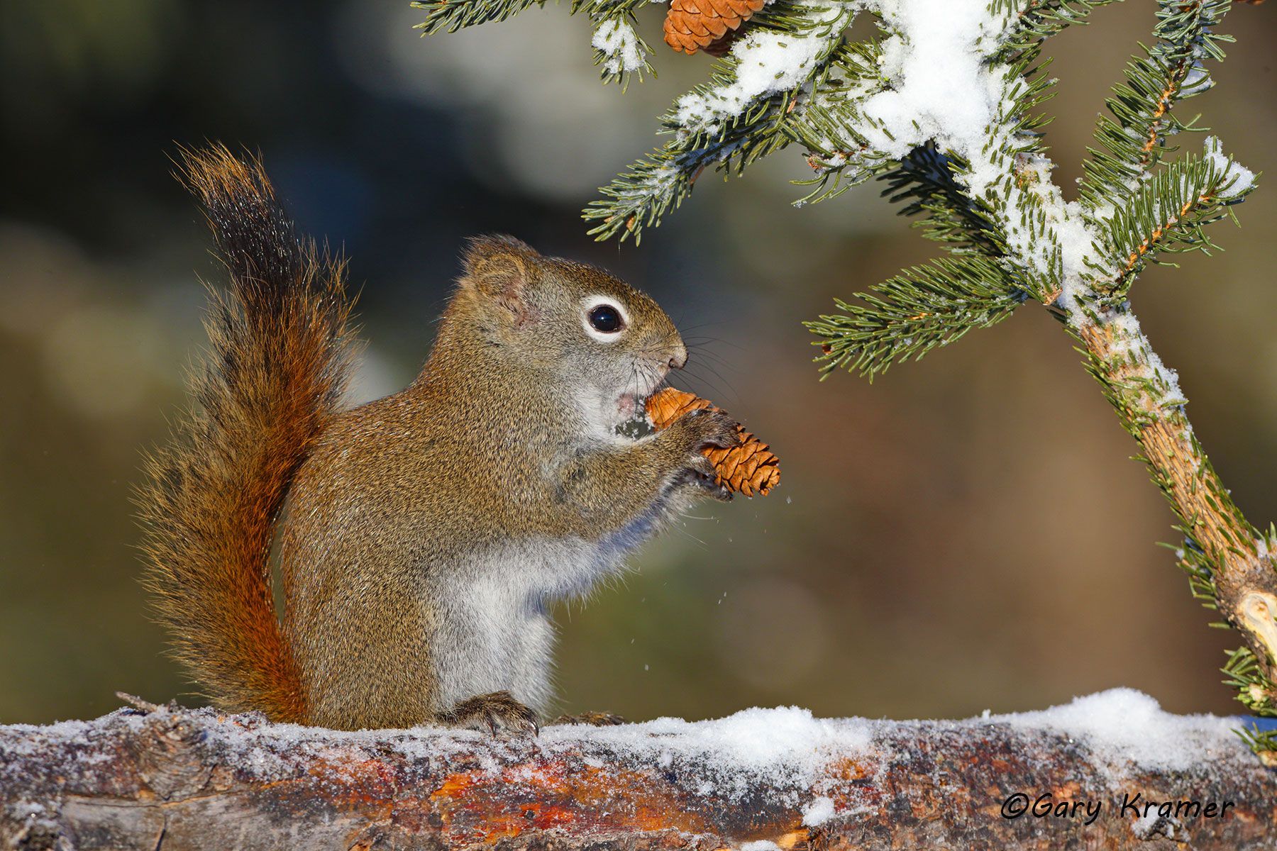 Red Squirrel (Tamaiasciurus hudsonicus) by GaryKramer.net, 530-934-3873, gkramer@cwo.com Red Squirrel (Tamaiasciurus hudsonicus) - NMOSr#022d